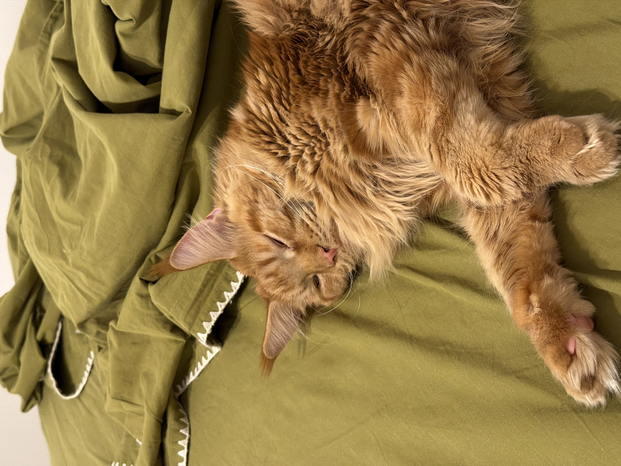 The image captures a fluffy, ginger-colored cat in a state of deep relaxation, sleeping or resting on a soft, olive-green fabric surface. The cat is positioned on its back or side, with its eyes gently closed and a small pink nose visible amidst its extensive white whiskers. Its fur, a rich reddish-brown with lighter cream undertones, appears thick and luxurious, covering its entire body and paws. The cat's large, tufted ears and prominent fur between its toes are characteristic features. Its body is relaxed, with one front paw and one hind paw extended.
The cat lies on an olive-green blanket or duvet, which shows subtle wrinkles and folds, indicating a soft texture. Along the left edge of the frame, a decorative white zigzag trim or rick-rack border is visible on the green fabric. The lighting in the scene is soft and ambient, casting gentle shadows that emphasize the texture of the cat's fur and the fabric, suggesting an indoor setting. The overall mood is peaceful and serene, conveying comfort and contentment. No people or visible text are present in the image. The setting is a cozy domestic interior, though no specific visual cues directly confirm the location as Kazan, Russia.