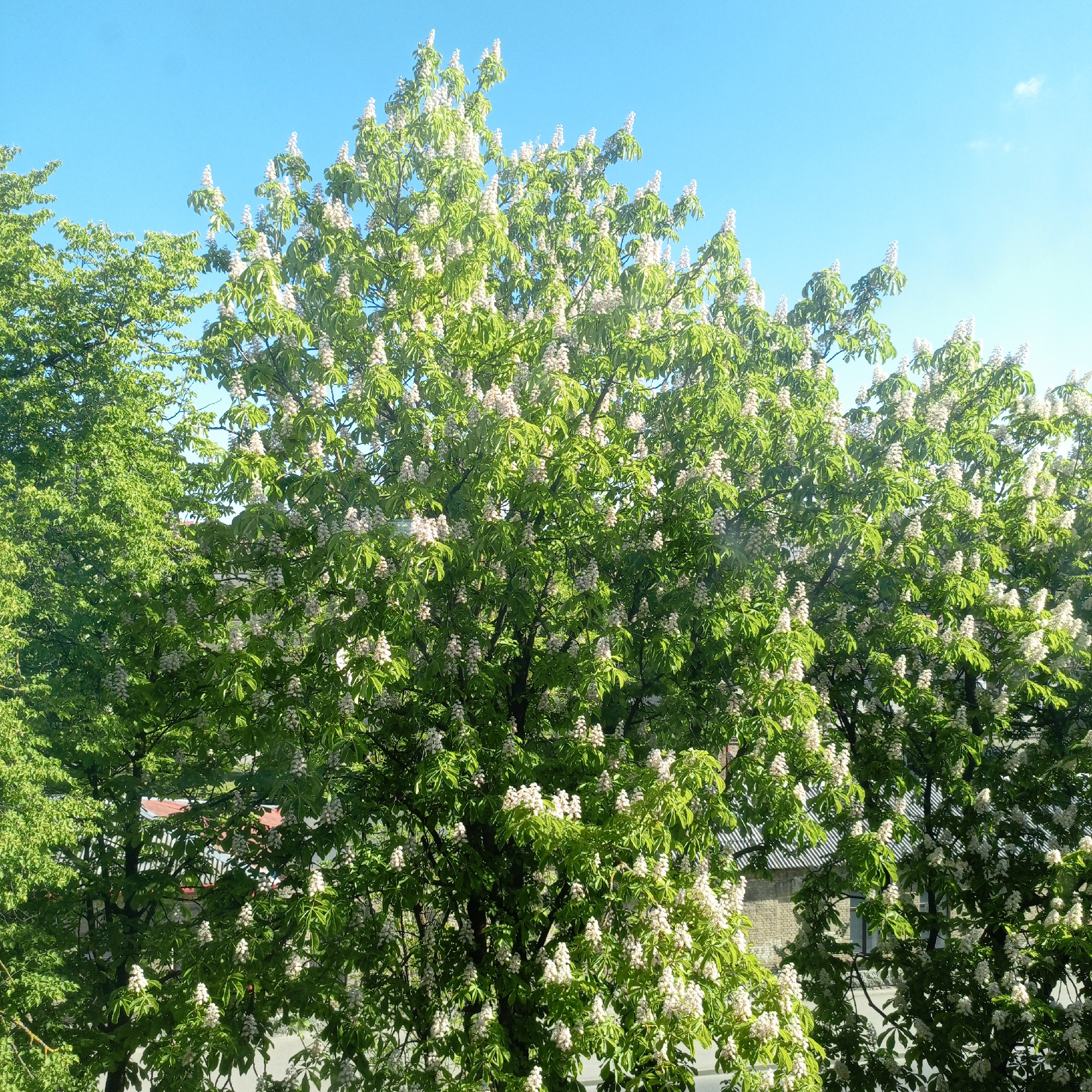 The image shows three flowering trees in an urban environment. The trees are full of green leaves and white, cone-shaped flowers, likely horse chestnut trees. The sky is blue with a few light clouds. In the background, there are buildings with gray roofs and brick walls, suggesting a residential area. The overall scene conveys a sense of spring or early summer in an urban setting.
