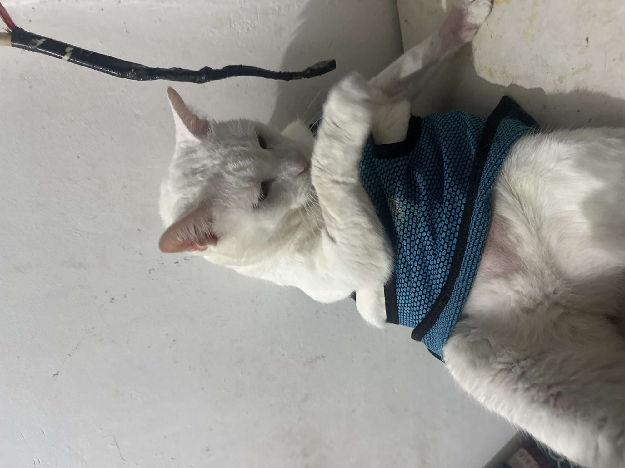 A white cat wearing a blue vest is lying on its side. The cat is grooming itself, licking its front paw. A black electrical cable runs along the ceiling. The location appears to be indoors. The city and country are North Jakarta, Indonesia.