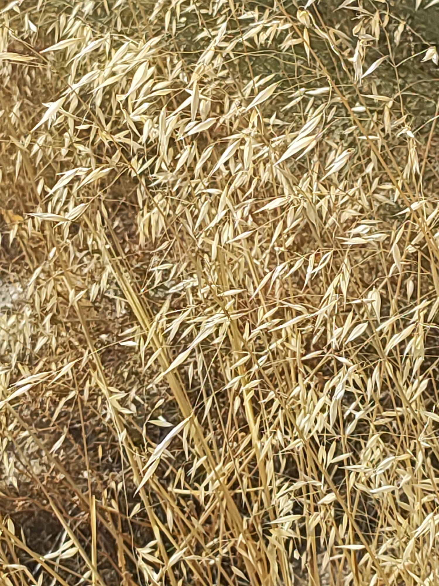 The image is a close-up, ground-level view of dry, golden-brown stalks and leaves of grass or grain, likely oats, suggesting a field or meadow in a rural setting. The dense foliage fills the frame from edge to edge, with individual stalks and elongated, pointed leaves clearly visible. The overall impression is one of dry, sun-baked vegetation. The image is cropped from the city of Almoguera, Spain, which is known for its agricultural landscape, especially cereal crops like wheat and barley, but also oats. The lighting suggests it could be late summer or early autumn, when the crops are mature and drying. There are no people or animals visible in the image, and the focus is solely on the botanical elements of the environment.