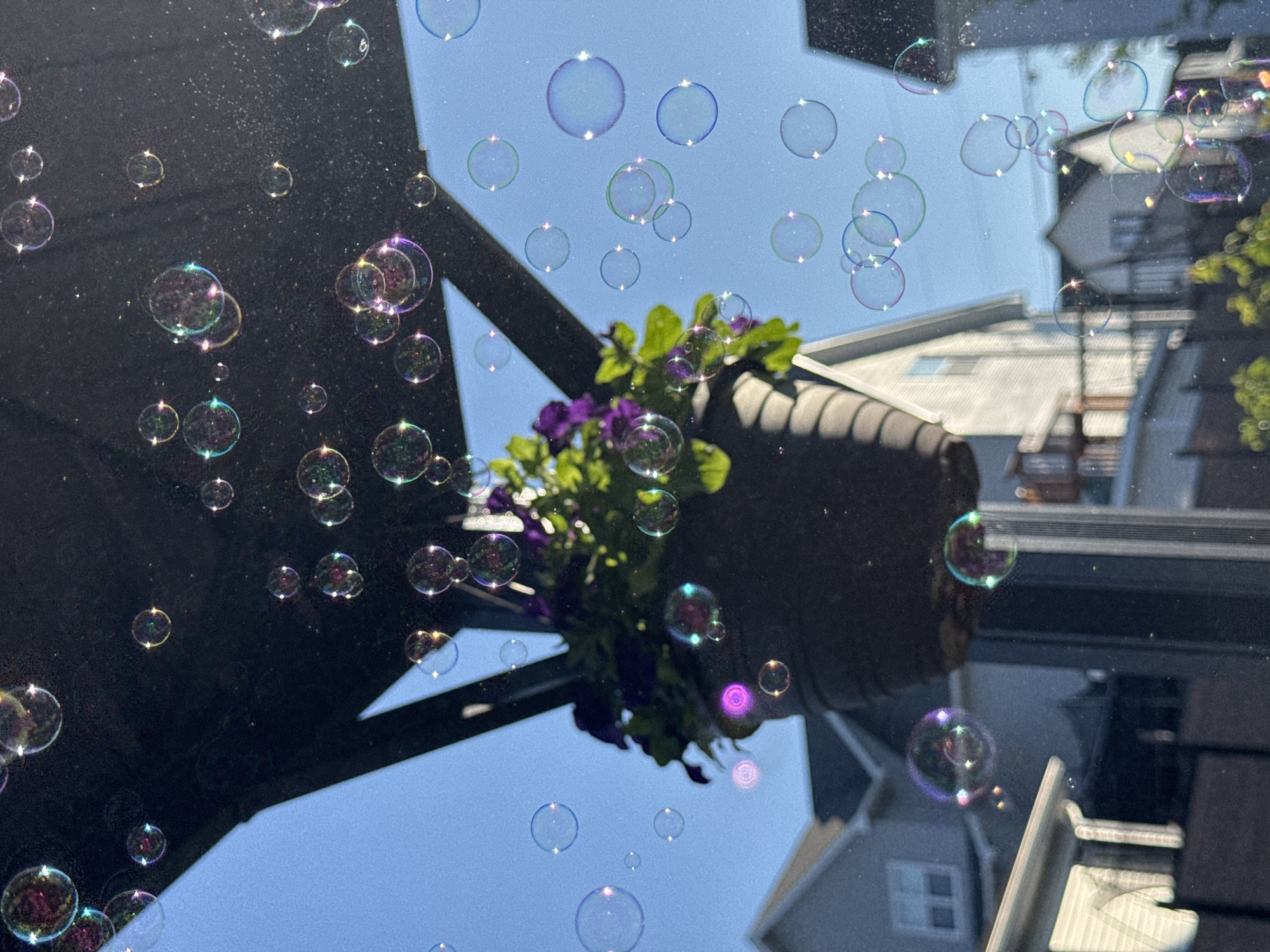 The image captures a close-up view of numerous iridescent soap bubbles floating against a bright blue sky. In the foreground, a dark hanging planter filled with green foliage and purple flowers is visible, suspended from a dark, angular structure. The bubbles, varying in size and transparency, reflect the sunlight and the surrounding environment, displaying a spectrum of colors. In the background, blurred residential buildings with light-colored siding and dark roofs are discernible. The overall scene suggests an outdoor setting, possibly a backyard or a porch, with a clear, sunny day. The location is Dieppe, Canada.