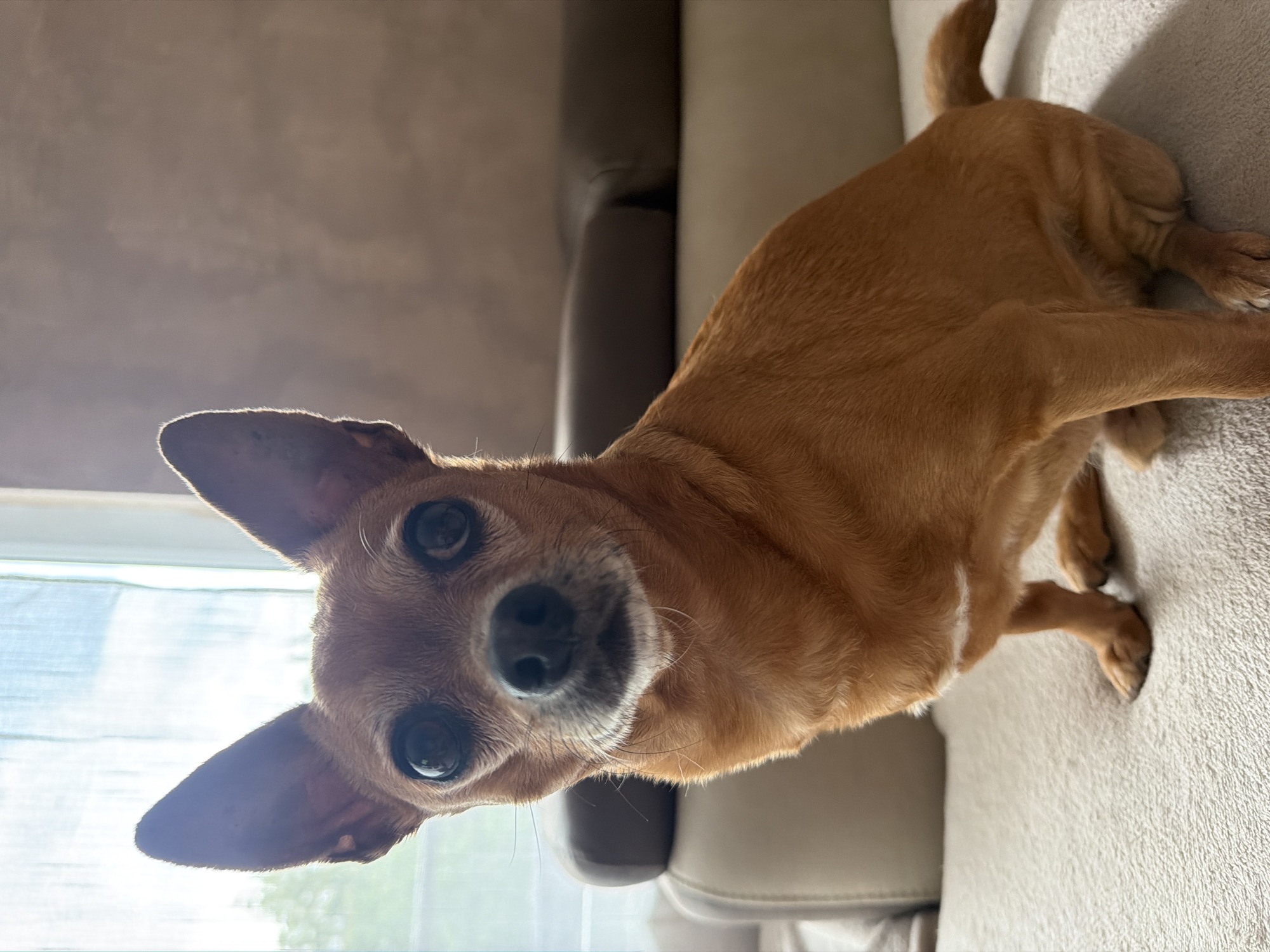 A small, tan-colored dog with large, black eyes and erect ears is lying on a light-colored couch. The dog is positioned near a window. The scene is indoors, possibly a home. There are no identifiable characteristics to place this image in Plovdiv, Bulgaria.