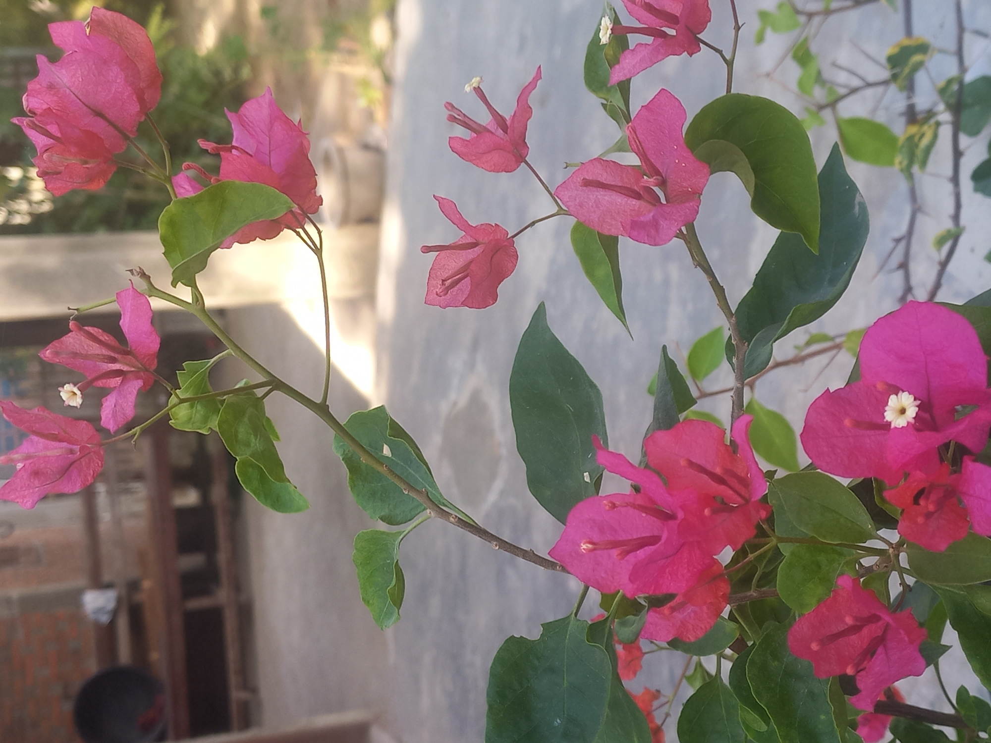 The image depicts a vibrant bougainvillea plant in Blangcot Tunong, Indonesia. The bougainvillea has bright pink bracts (modified leaves that surround the actual flower) and green leaves. The plant is positioned in front of a gray wall or surface. There are some structures with a reddish hue in the background. The light seems natural, suggesting an outdoor setting.
