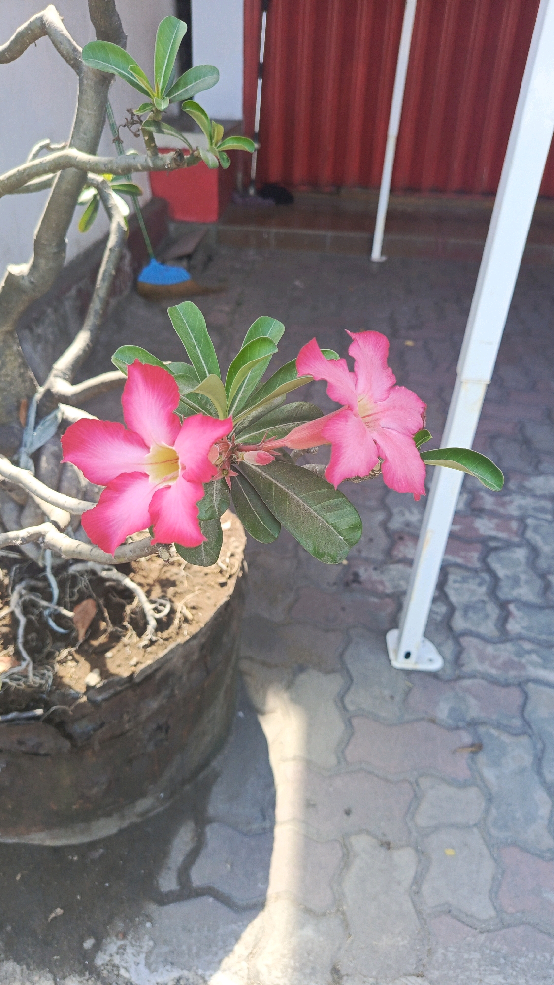 In Ronowijayan, Indonesia, a close-up, eye-level shot captures two vibrant pink desert rose flowers in bloom, their petals unfurling against a backdrop of green leaves. The flowers are part of a potted plant, with its thick, gnarled branches and exposed roots visible. The pot itself appears to be made of weathered, dark material. The surrounding environment features a textured paved surface with interlocking gray and reddish-brown stones, indicative of an outdoor urban setting, possibly a courtyard or walkway. In the blurred background, a red corrugated metal fence or wall is partially visible, along with white poles, suggesting a structure or building. A blue broom lies on its side near the base of the plant. The lighting suggests it is daytime, with shadows cast across the paving stones.
