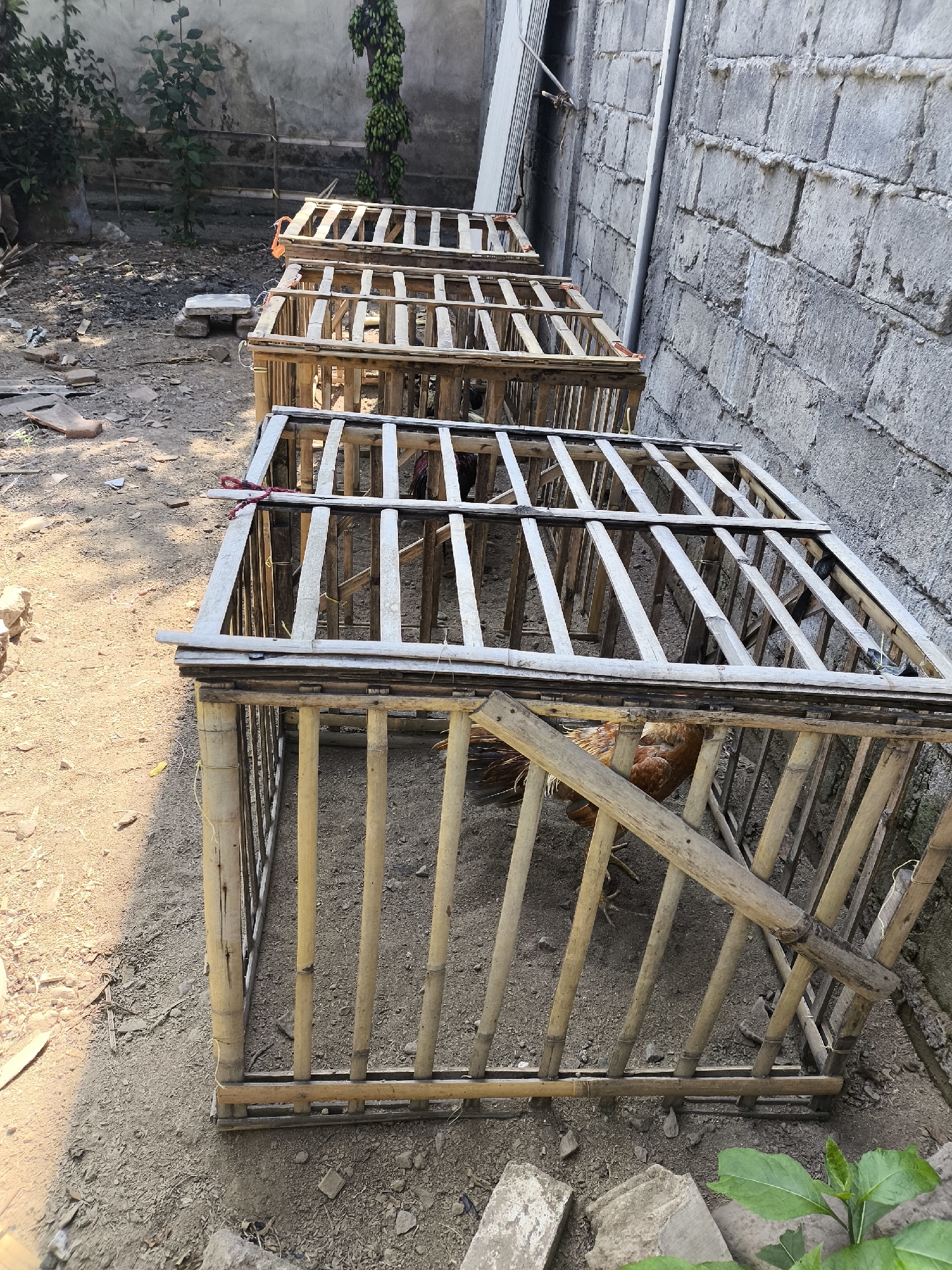 Four rectangular bamboo cages are arranged in a line on the ground. Chickens are visible inside the cages. The cages are constructed from thin bamboo poles, with a slightly sloped roof made of similar bamboo poles. The ground is covered with dirt and debris. To the right of the cages is a rough, grey cinder block wall. To the left of the cages, there is a dirt area with some plants and more debris. The overall scene appears to be an outdoor enclosure for raising chickens. The presence of bamboo cages and the rustic environment suggests this location is likely in a rural or semi-rural area within Lumajang, Indonesia. The lighting indicates it is daytime, likely under direct sunlight due to the shadows cast. No people are visible in the image.