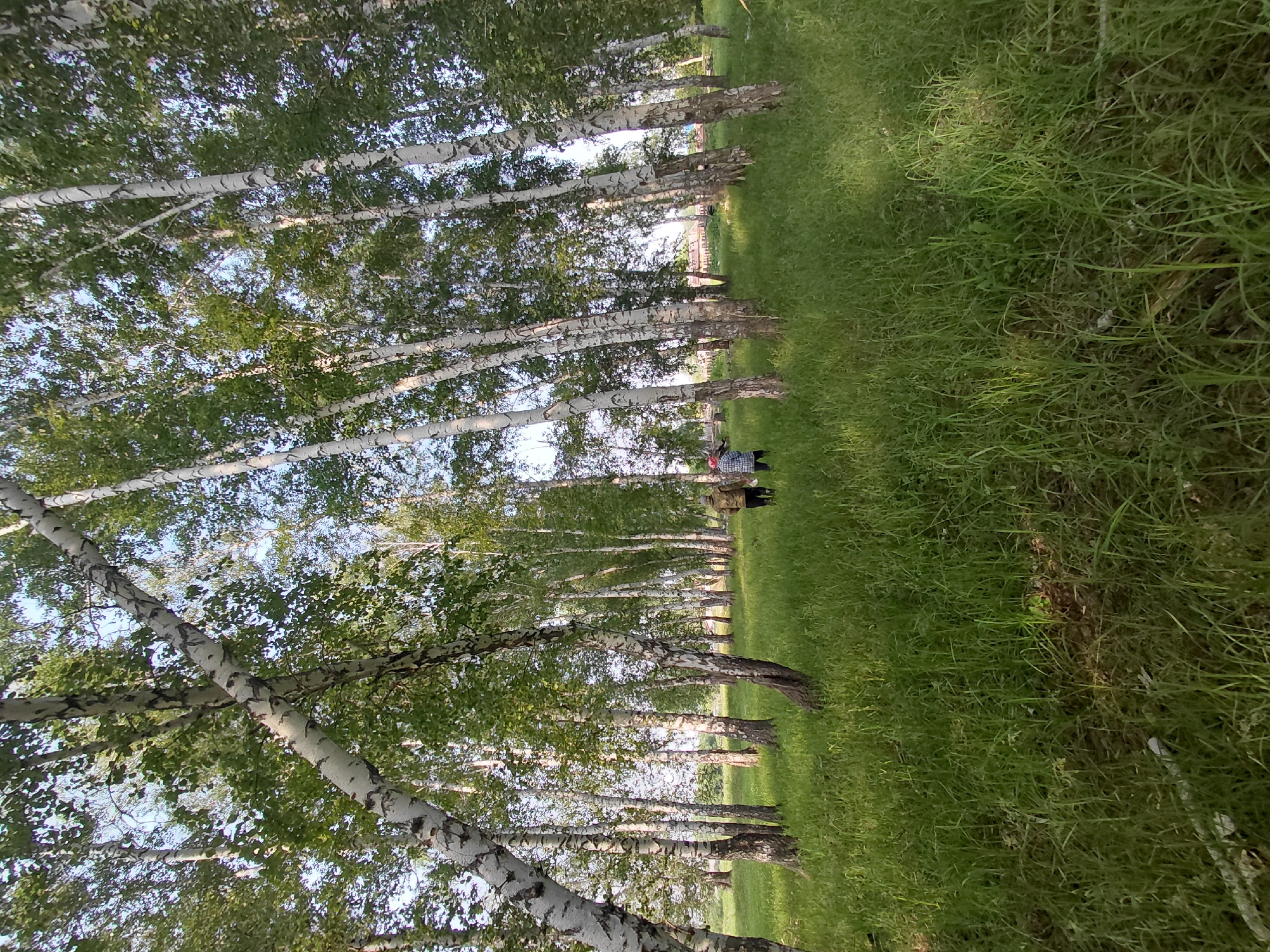 The image depicts a serene natural scene in Novosyolovo, Russia. The foreground is dominated by a dense arrangement of birch trees, their distinctive white bark with black markings creating a striking visual pattern. The trees are lush with green foliage, suggesting it is springtime or summer. Sunlight filters through the leaves, casting dappled shadows on the ground.
To the right of the trees is a vibrant green meadow, also bathed in sunlight. The grass is tall and appears somewhat wild, adding to the natural feel of the setting.
In the middle ground, two people are visible, standing in the meadow. One person is wearing a plaid shirt, and the other is wearing a dark top. They appear to be casually interacting or observing the surroundings. Their presence adds a human element to the otherwise untouched natural landscape.
In the background, more birch trees are visible, forming a continuous line that recedes into the distance. Beyond the trees, there are hints of structures, possibly buildings or fences, which might indicate the proximity of a village or park.
The time of day appears to be late afternoon or early evening, judging by the warm quality of the light and the long shadows cast by the trees. The weather seems pleasant, with clear skies, allowing for the bright and cheerful atmosphere of the scene. There is no visible text in the image. The overall impression is one of tranquility and natural beauty.