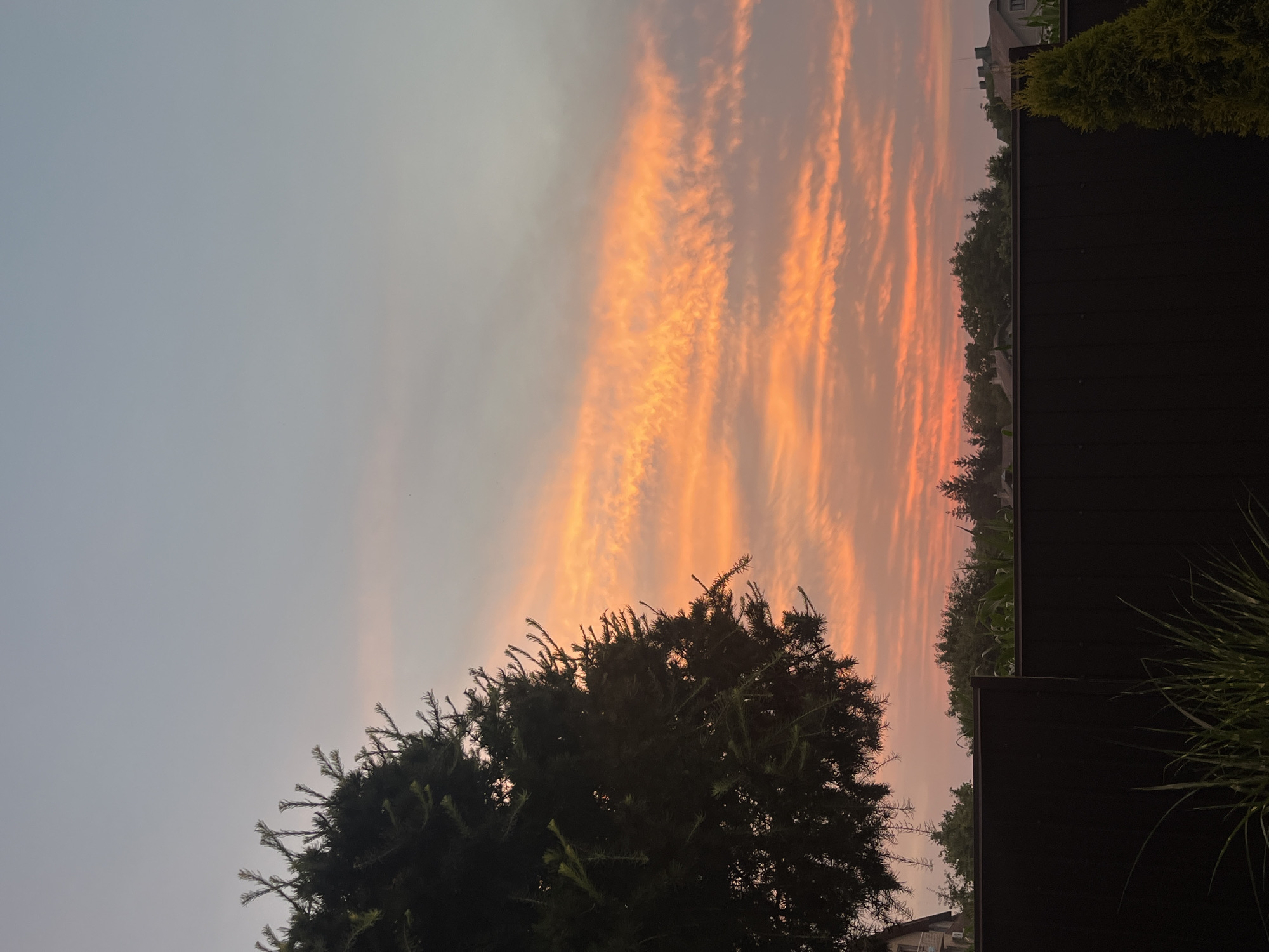 The image depicts a sunset scene in Koroviia, Ukraine. The sky is filled with vibrant orange and yellow clouds, transitioning to a pale blue at the top. In the foreground, a dark wooden fence runs horizontally across the frame. To the left, the silhouette of a large evergreen tree with needle-like leaves is prominent. Behind the fence, a line of trees and the roofs of houses are visible. A small, conical evergreen shrub is situated on the right side of the fence. The overall impression is a serene, late-day landscape.