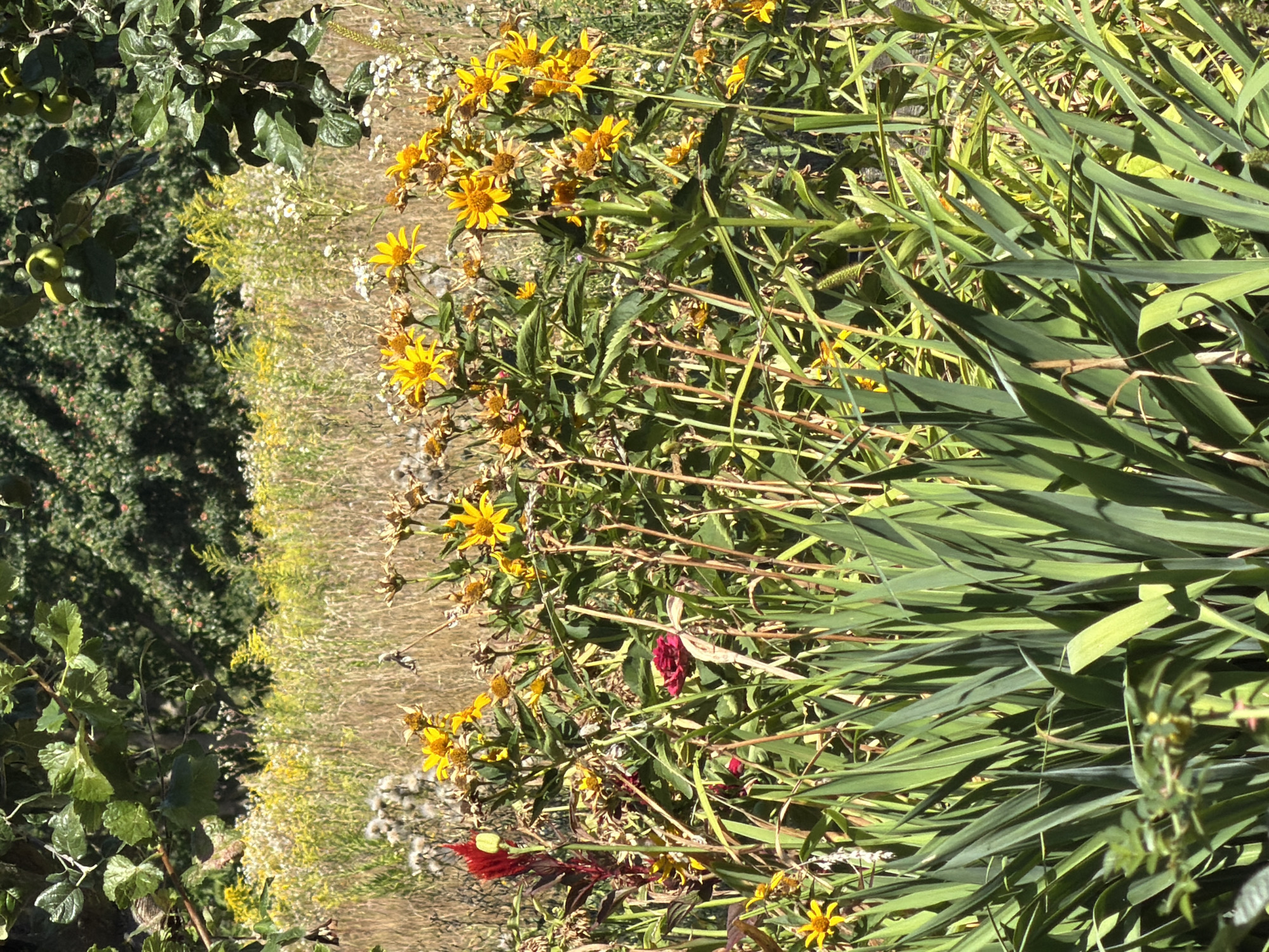 The image shows a dense planting of various flowers and foliage in Mali Kosharyshcha, Ukraine. In the foreground, tall, sword-like green leaves dominate, with a bright red, feathery flower and a deep red bloom interspersed among them. Behind this, clusters of yellow daisy-like flowers are prominent, some in full bloom and others appearing dried. The background reveals a field of dry grasses and scattered yellow and white wildflowers, suggesting a natural or semi-wild setting. The overall scene is bathed in sunlight, casting shadows and highlighting the textures of the plants. The environment appears to be outdoors, likely a garden or meadow, with trees visible in the distance.