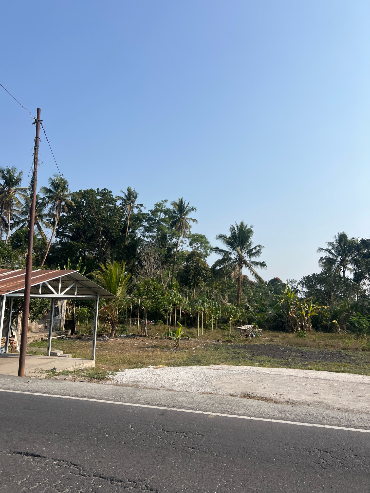 The image depicts a roadside scene in Turi, Indonesia, under a clear blue sky. In the foreground, a cracked asphalt road runs horizontally across the bottom of the frame. Adjacent to the road is a gravel shoulder, followed by a patch of dry grass and dirt. To the left, a simple, open-sided shelter with a rusty metal roof stands near a tall, weathered utility pole. Behind the shelter and pole, a dense line of various trees and palm trees forms a backdrop. The vegetation appears lush and tropical, with some smaller, spindly trees planted in neat rows in the middle ground, possibly a young plantation. Further into the landscape, the trees are taller and more varied in species. The overall impression is of a rural or semi-rural area on the outskirts of a town, characterized by tropical foliage and a utilitarian roadside structure. There are no people visible in the image.