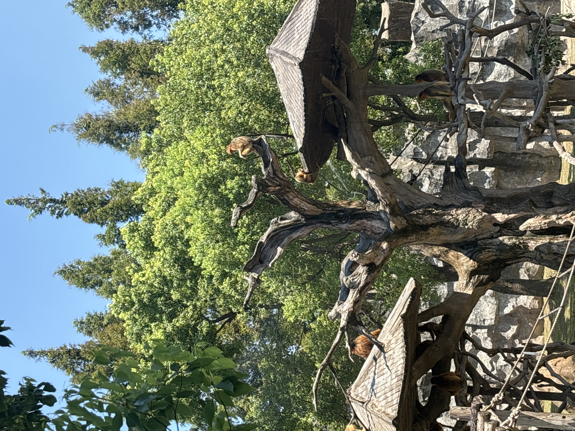 This image depicts a group of monkeys in an outdoor enclosure, likely a zoo. The enclosure features a large, gnarled dead tree as a central element, with several artificial structures resembling thatched roofs providing shade and platforms for the animals. Monkeys are visible perched on branches, on the roofs, and in the surrounding trees. Lush green foliage and a clear blue sky form the background, suggesting a warm, sunny day. The enclosure appears to have rocky elements and is surrounded by fencing. The context of Pudong, China, suggests this scene might be at the Shanghai Zoo or a similar wildlife park in that district, known for its lush green spaces and recreational facilities.