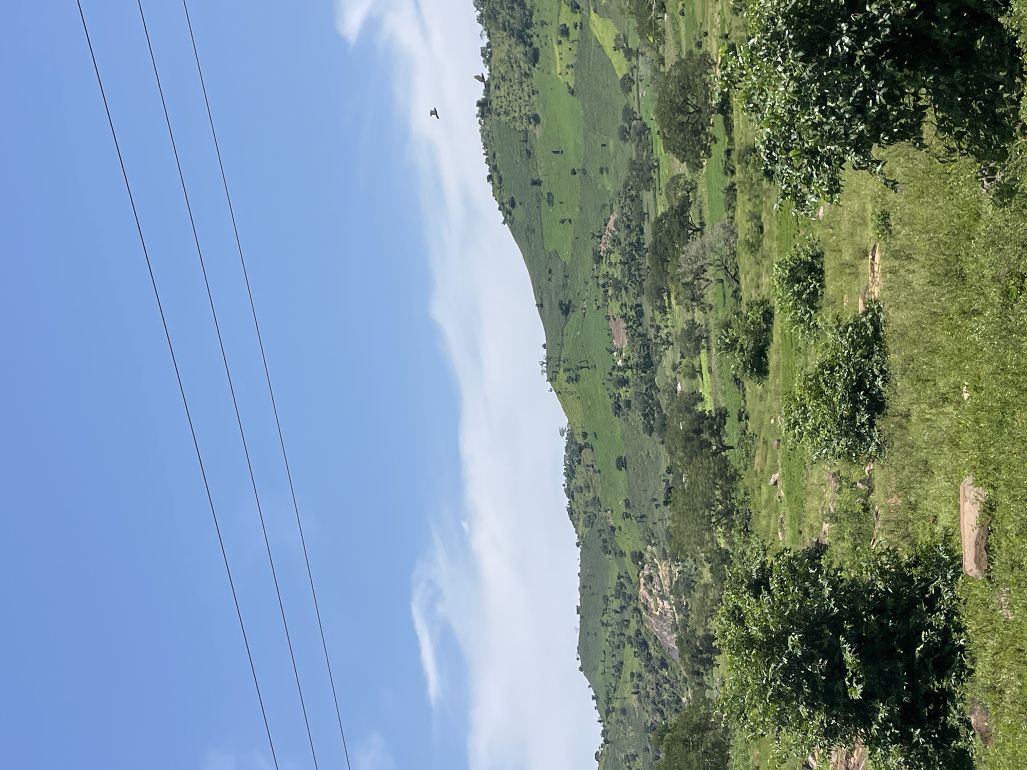 This is a vertical, eye-level, medium shot photograph of a lush, green hilly landscape under a bright blue sky in the city of Dawa, Nigeria. In the foreground, there is tall green grass, rocks, and several leafy green trees. The middle ground features more rolling hills covered in dense vegetation and scattered trees, with patches of cultivated land visible. In the distance, the hills continue, showing signs of terraced farming. A few thin power lines stretch across the top of the frame. Two birds are visible in flight against the sky, one higher and to the left, and another lower and to the right. The lighting suggests it is daytime with ample sunlight.