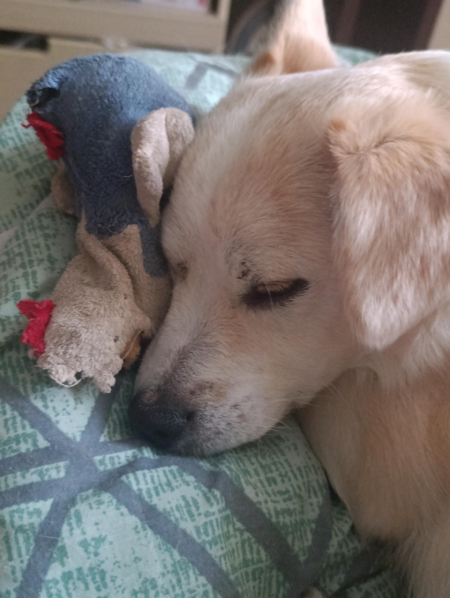 A light-colored dog is sleeping soundly on a green and white patterned surface, with its head resting on a small, blue and tan stuffed toy that appears to be a duck. The dog's eyes are closed, and its fur is soft and fluffy. The stuffed toy is worn and appears to have been well-loved, with a red accent on one of its extremities. The overall scene is peaceful and intimate, suggesting a moment of quiet repose for the animal. The environment appears to be indoors, likely a domestic setting like a bedroom or living room.