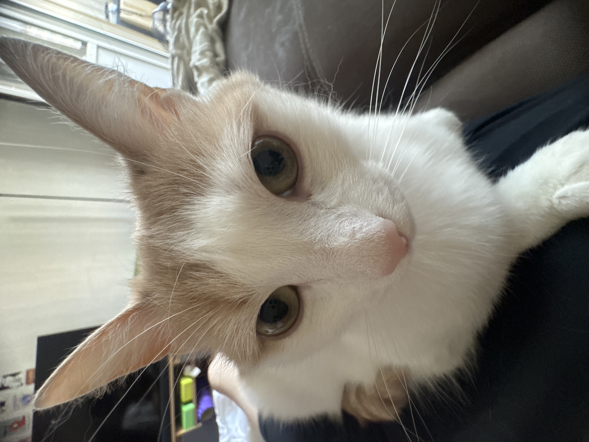 A close-up, head-on shot captures a cat with white fur and light orange markings. The cat's face is tilted slightly upwards, with its large, attentive eyes looking directly at the camera. The eyes are a striking amber color, and the pupils are dark and round. Prominent white whiskers fan out from its nose and cheeks. The cat's ears are pointed and large, with one ear visible in sharp focus on the left side of the frame, and the other slightly out of focus behind its head. Its pink nose is small and delicate. The background is blurred, but suggests an indoor setting with hints of furniture and possibly shelving with objects. The lighting appears to be natural, coming from an unseen window, creating soft shadows and highlighting the cat's fur. The overall impression is one of curiosity and gentle engagement from the animal.