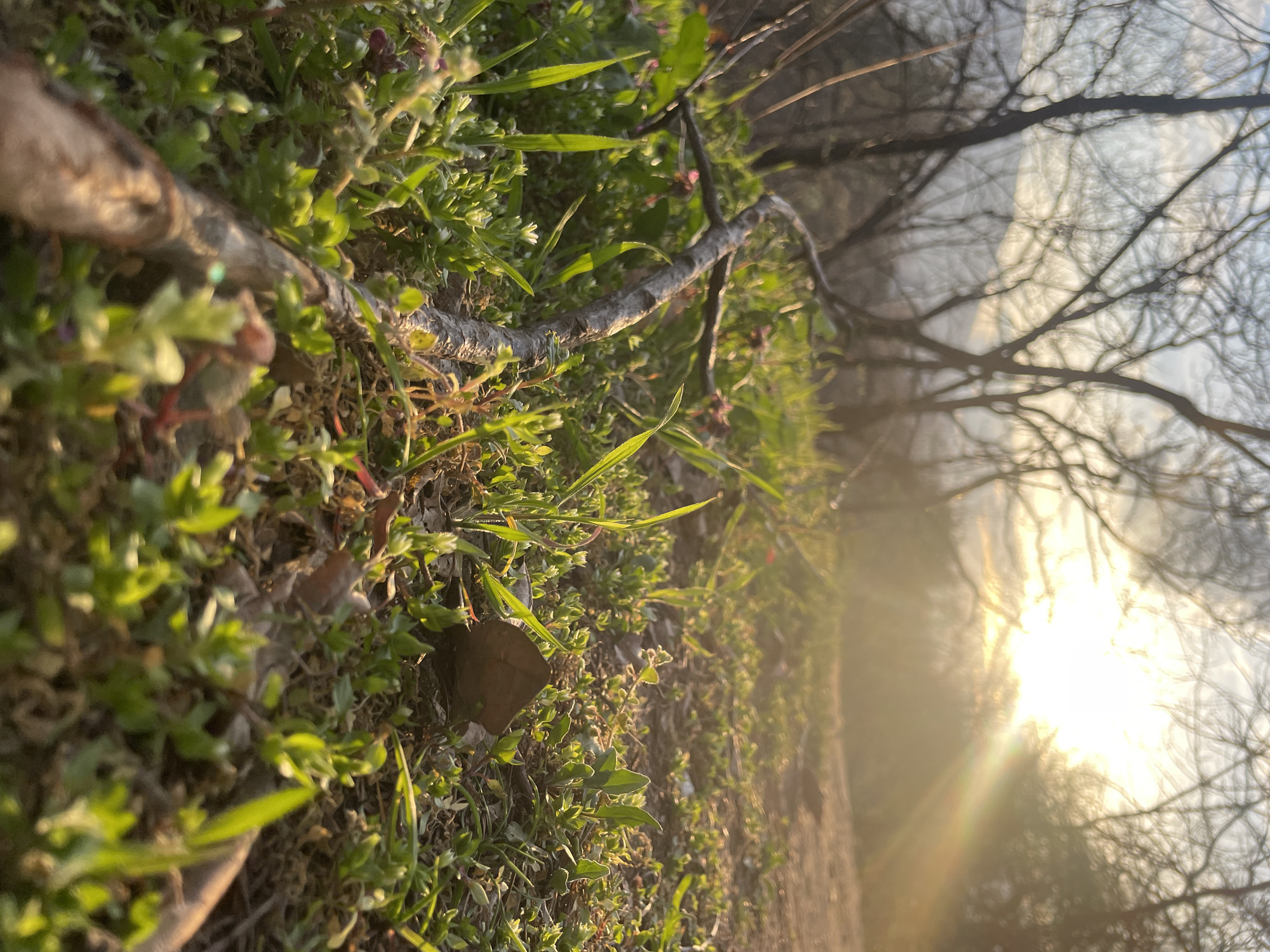 A low-angle forensic image captures a natural outdoor environment. The foreground consists of dense green ground cover, including grasses and small broadleaf plants, interspersed with fallen brown leaves and dark soil. Multiple small white and purple flowers are visible amongst the vegetation. A prominent gnarled, light-brown tree branch, approximately 2-3 cm in diameter, lies diagonally across the ground in the lower-mid portion of the frame. To the right of the branch, a single, dark brown dried leaf rests on the ground amidst the green growth. A section of a light brown dirt path is visible on the right side of the midground. The background presents a cluster of deciduous trees with bare, dark branches silhouetted against a bright, hazy sky. A strong, low-angle sunlight source, likely the sun, is visible in the upper right, casting distinct golden rays across the scene and illuminating the foreground vegetation. Faint outlines of distant mountains or hills are discernible through the bare tree branches in the far background. No individuals, animals, or artificial structures are present. This scene is consistent with a natural area on the lower slopes of Vitosha Mountain, bordering the city of Sofia, Bulgaria, possibly within the Vitosha Nature Park.