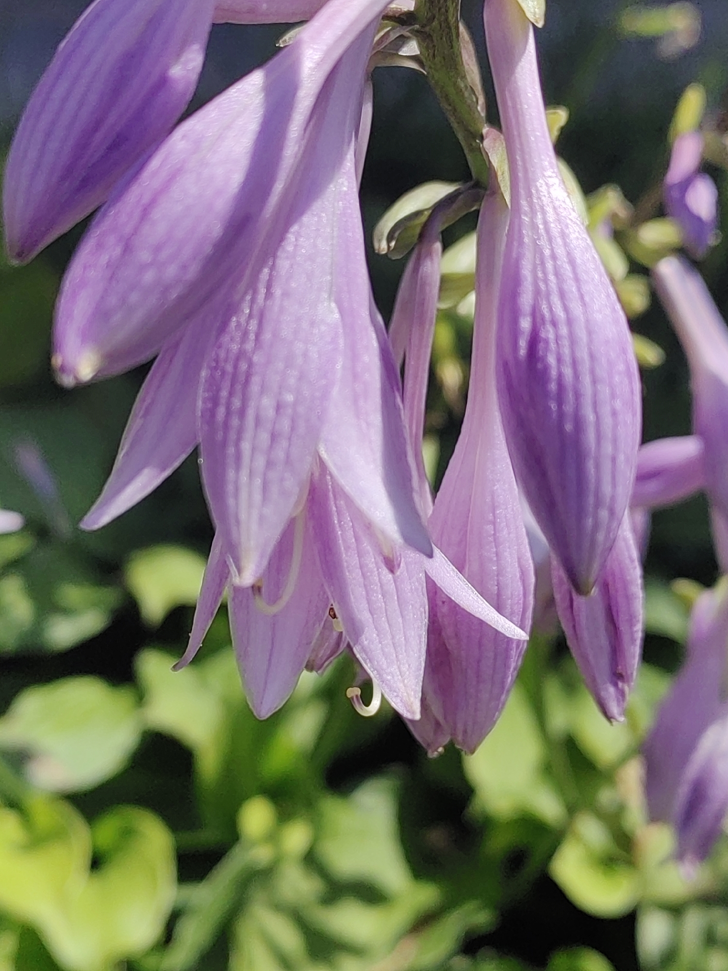 The image displays a close-up, high-angle shot of several bell-shaped, lavender-colored flowers. The flowers have prominent vertical striations on their petals and appear to be hanging downwards from a stem, which is partially visible and green. The background is a soft-focus blend of green foliage and darker areas, suggesting an outdoor garden setting. There are no people or animals present, and no specific landmarks indicating a location within Hrodna, Belarus, are visible. The lighting appears to be natural daylight, creating subtle shadows and highlights on the petals.