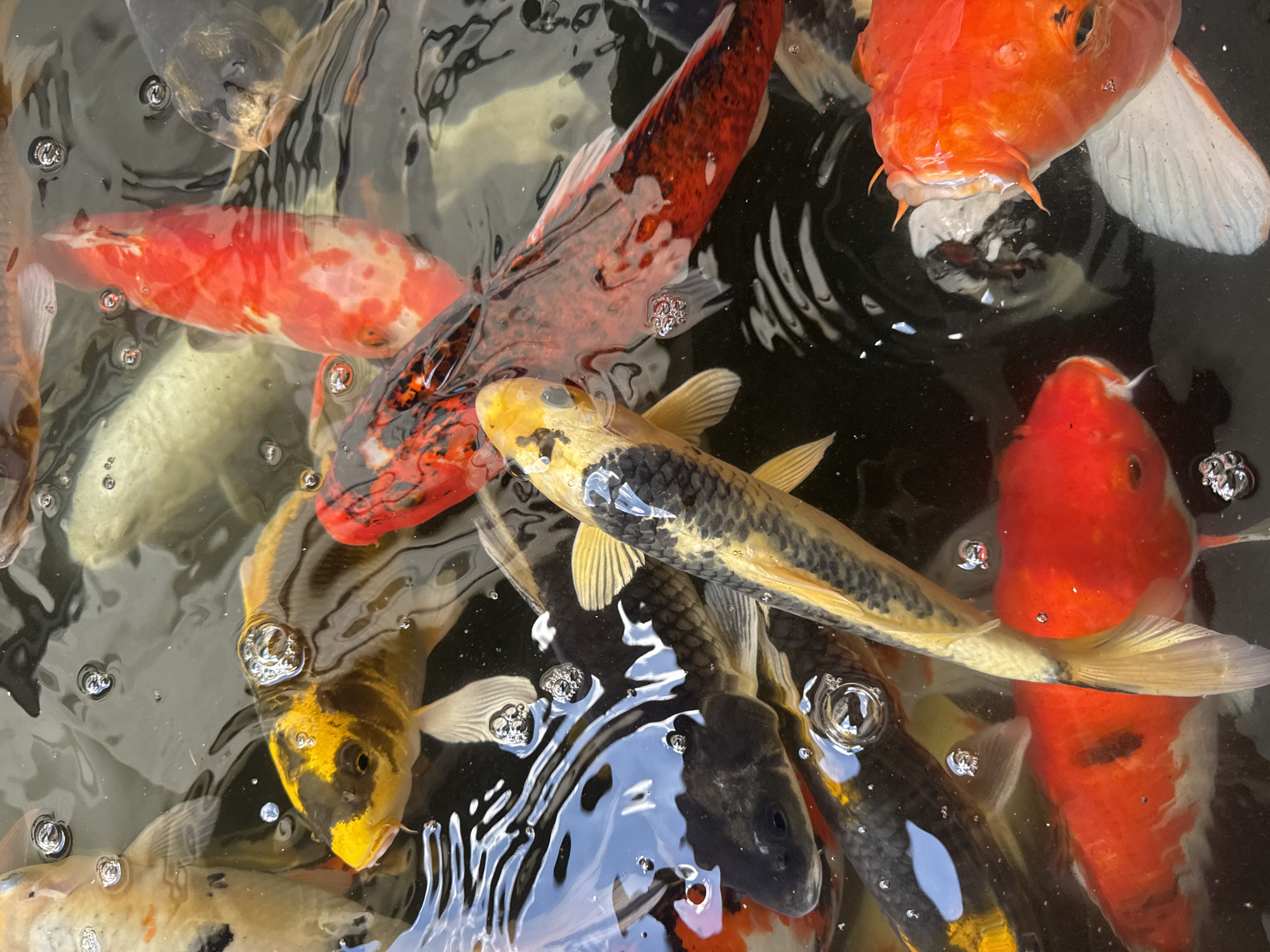 In Kuta Selatan, Indonesia, a close-up overhead shot captures a vibrant school of koi fish swimming in murky water. The fish exhibit a diverse range of colors, including bright orange, red with white patches, golden yellow with black markings, and dark grey. Bubbles rise to the surface, indicating the fish are actively feeding or breathing. The water is dark and reflects the light in rippling patterns. The scene is likely from a pond or a water feature, possibly in a garden or a public space within Kuta Selatan.