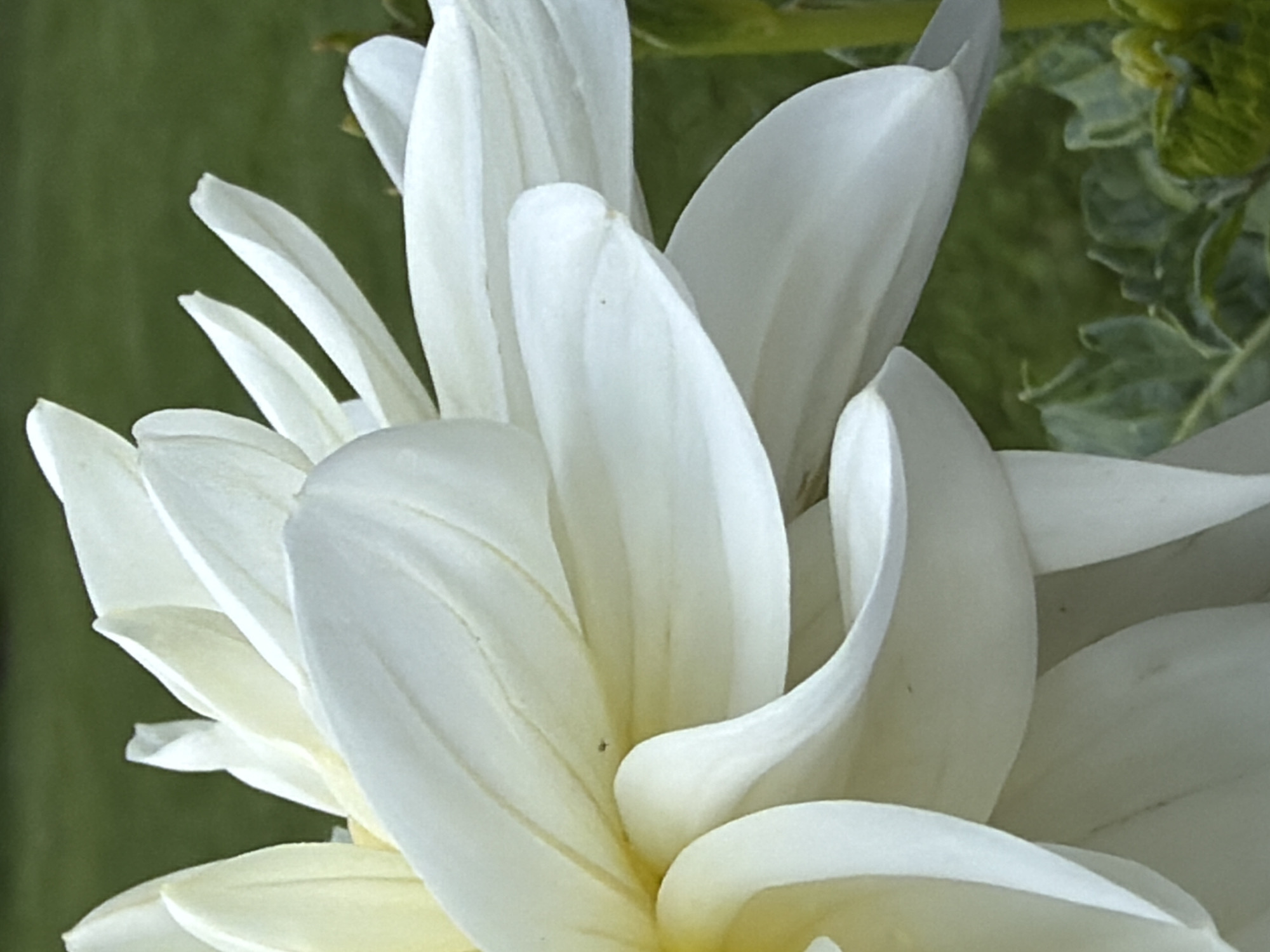 The image shows a close-up, angled view of a white dahlia flower. The petals are layered and unfurling, with soft shadows and highlights emphasizing their texture and form. The background is a blur of green grass and foliage, indicating an outdoor setting. There are no people or identifiable landmarks present. The image does not provide any information about its location in Aespa, Estonia.