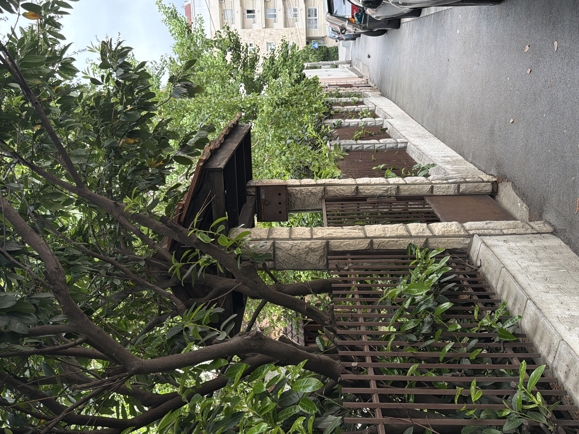 The image captures a street scene in Belgrade, Serbia. A mature tree with thick, dark branches and green leaves dominates the left side of the frame, partially obscuring a small, weathered structure with a rusty roof. The structure appears to be integrated into a stone wall that lines the sidewalk. The wall features a series of horizontal metal grates with small plants growing through them. A paved road runs along the right side of the wall, with parked cars visible in the distance. Buildings are visible in the background.