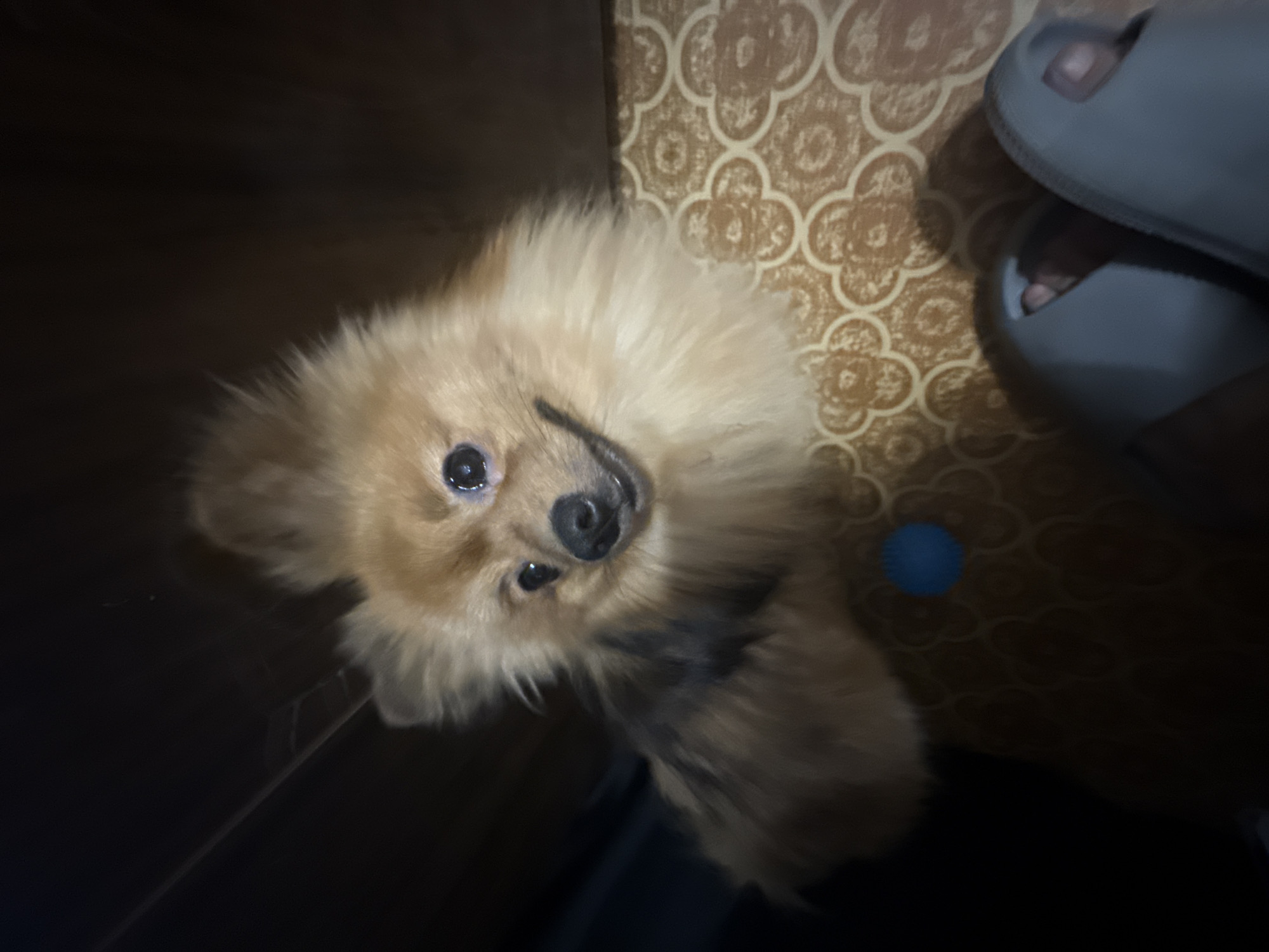 A Pomeranian dog with light brown fur and black markings on its back is looking up at the camera with its mouth slightly open in what appears to be a smile. The dog is positioned on a patterned surface that looks like a rug or linoleum. To the right of the dog, a pair of grey slip-on sandals are visible, with a person's feet wearing them. A small blue spherical object is located on the patterned surface to the left of the dog. The background is dark and indistinct, with hints of wooden furniture. The image was taken indoors. There is no discernible information linking this scene to Khimki, Russia.