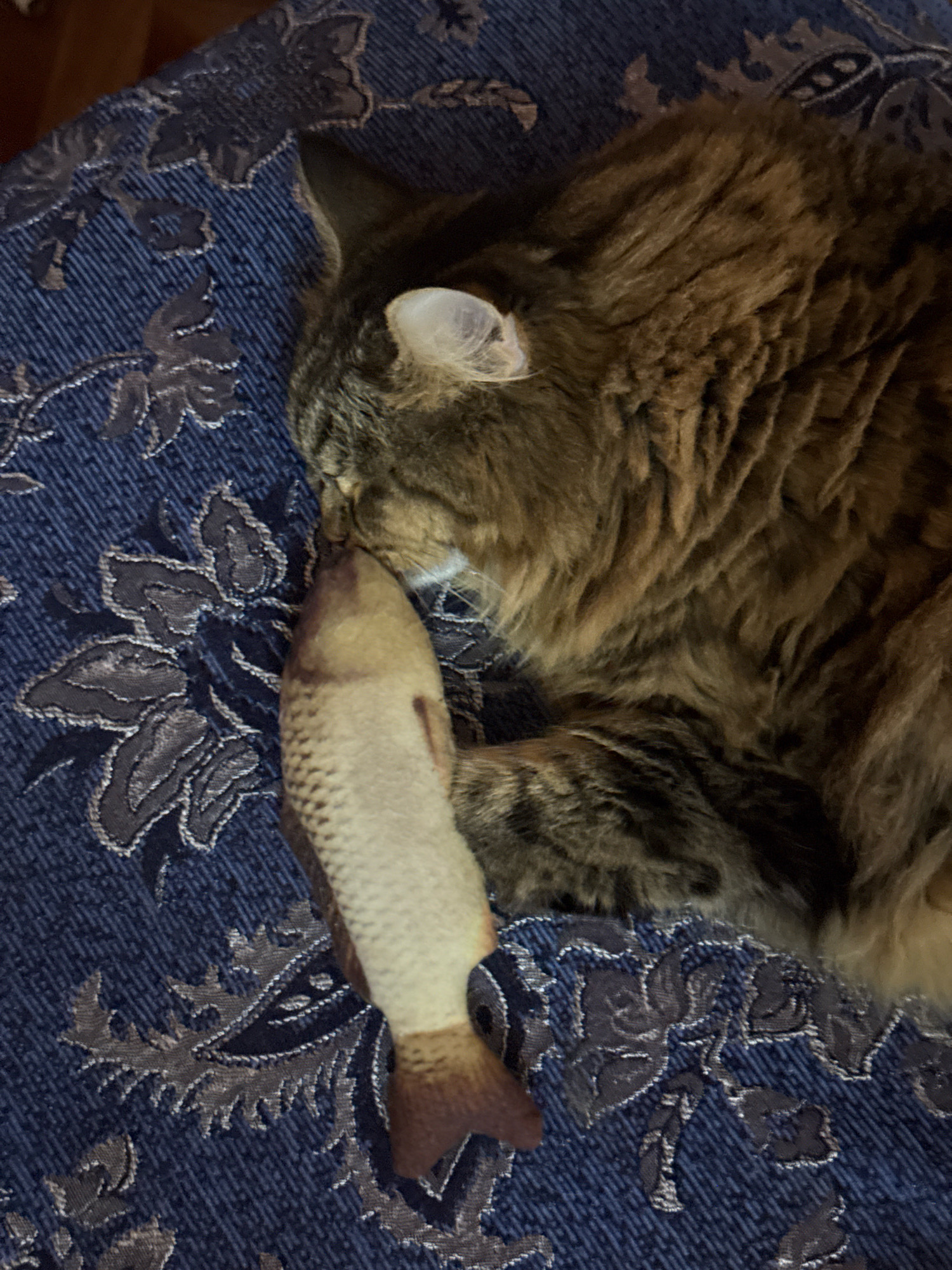 A domestic cat with brown and black fur is lying on a blue, patterned surface, possibly a sofa or chair. The cat is facing downwards, with its head resting on a toy fish. The fish is beige and brown with scale markings. The background appears to be an indoor setting. The image was taken in Aksay, Kazakhstan.