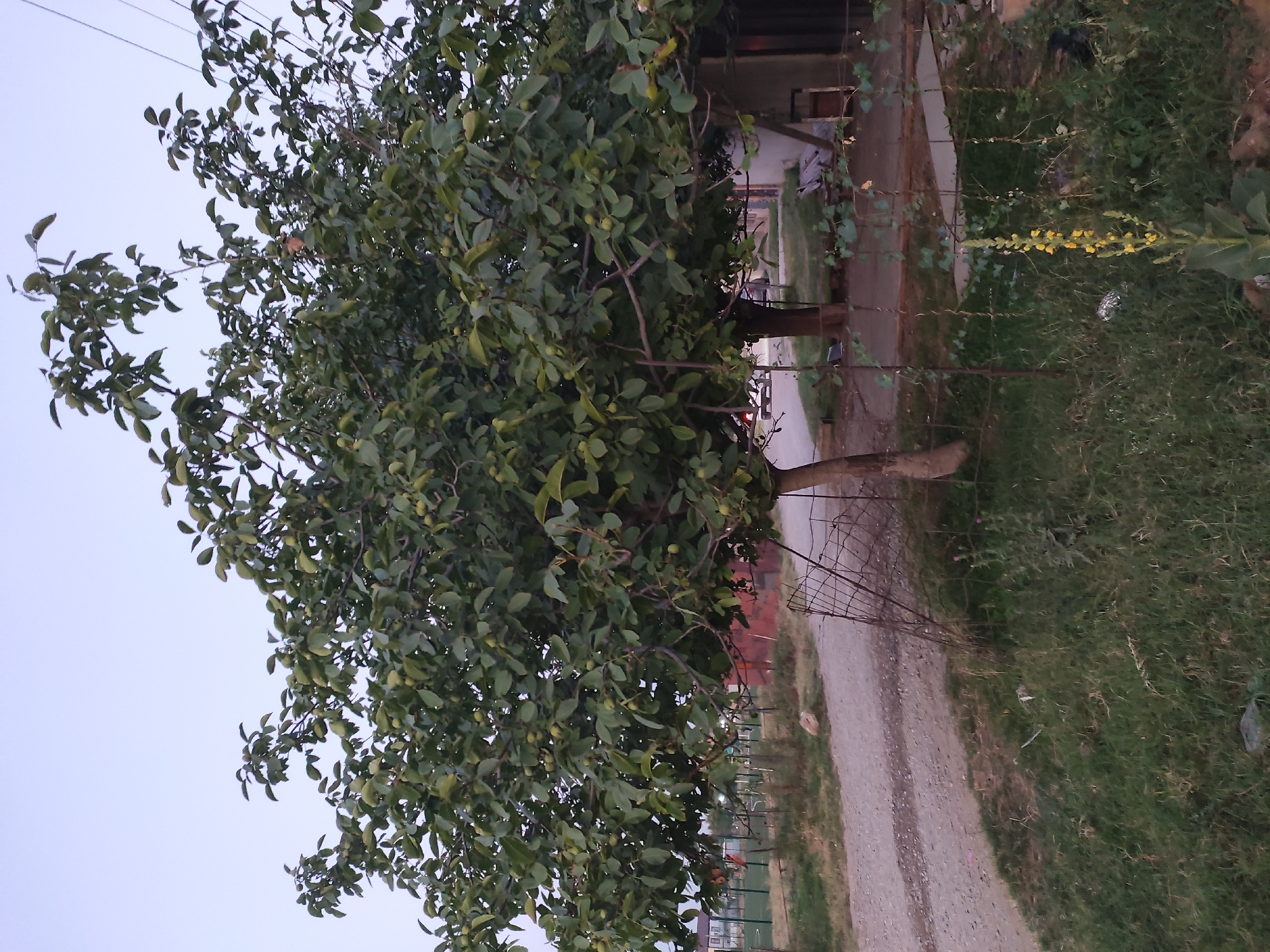 A deciduous tree with green leaves and small green fruits is the central focus of this outdoor scene. The tree has a thick trunk and branches spread widely. In the background, a dirt road curves to the left, bordered by a grassy area. Further back, there are buildings and a fence. A tall, thin plant with yellow flowers stands in the foreground to the right. The sky is overcast and a pale blue.