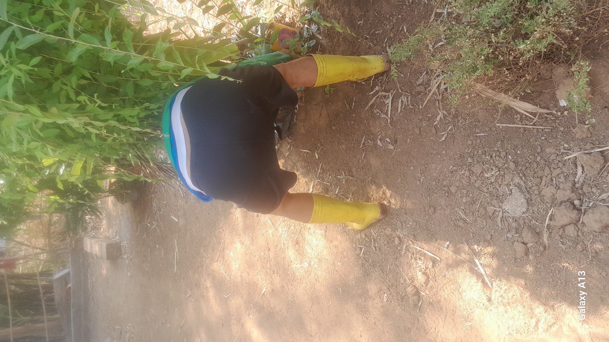 An individual wearing yellow boots and black shorts is bending over in a dirt-covered outdoor area. The individual's back is to the camera, and they are partially obscured by lush green foliage. The ground is composed of dry soil, small rocks, and scattered debris, with patches of sunlight and shadow. In the background, there are indications of structures and more vegetation. The scene suggests a rural or garden setting. The image is watermarked with "Galaxy A13".