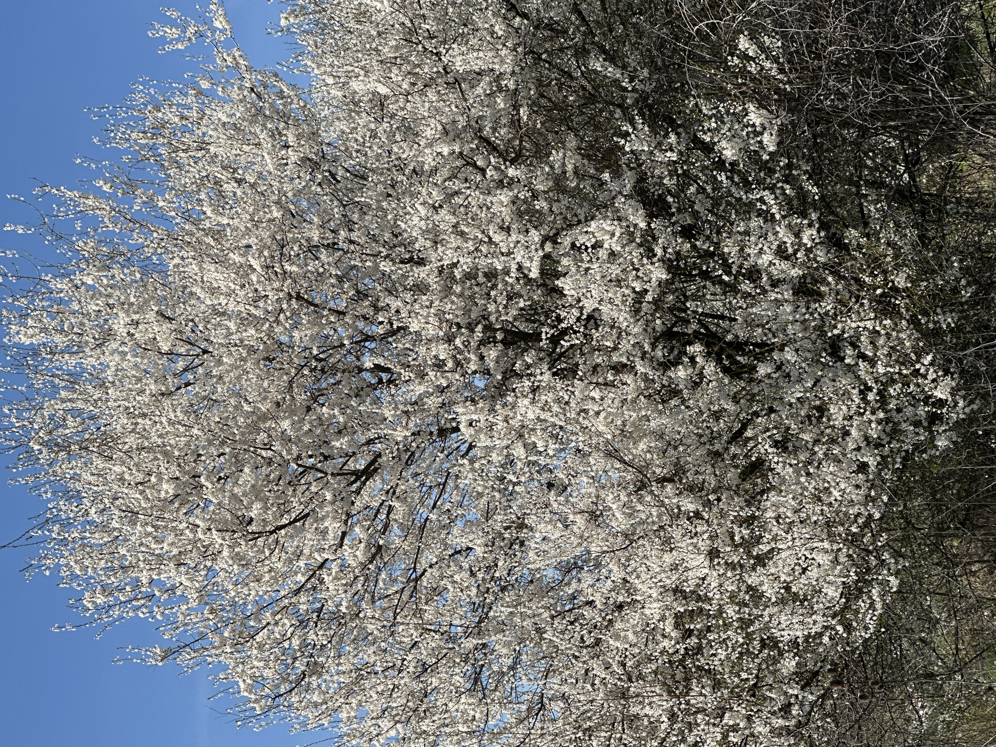 A tree in full bloom with white flowers occupies most of the frame, set against a bright blue sky. The branches are visible among the blossoms, some bare and some covered in the dense white flowers. The right side of the tree appears to transition into denser, darker foliage or bare branches, with a hint of greenery in the background. The scene suggests a springtime setting. The location is Sofia, Bulgaria.
