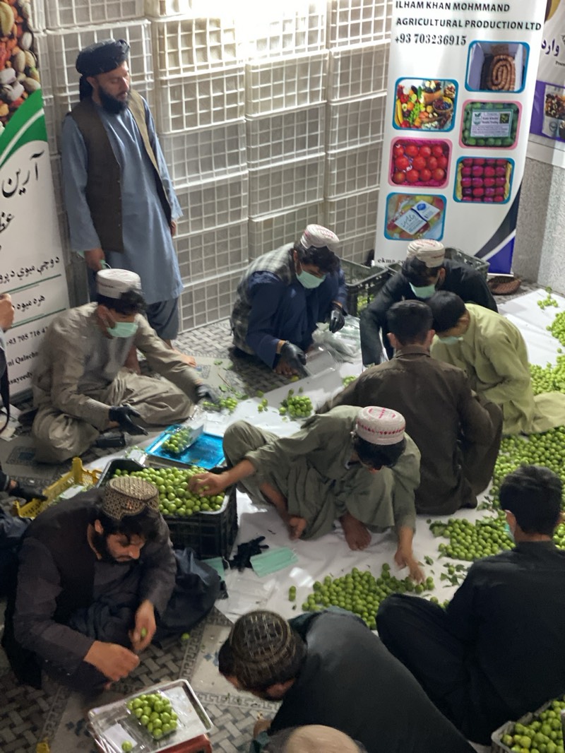 An indoor scene in Kandahar, Afghanistan, captures approximately nine men engaged in sorting and packaging fresh green fruits. The men, predominantly young to middle-aged, are seated on a floor covered with white sheets, surrounded by a large quantity of small, round green fruits, possibly plums or olives. Most individuals wear traditional Afghan clothing, including shalwar kameez and various types of skullcaps, with several also wearing face masks and protective gloves, indicating hygiene awareness.
The activity centers around carefully selecting and arranging the fruits into clear plastic trays and larger black crates. Empty and full plastic crates are scattered around the workspace, and stacks of white plastic storage crates line the background wall, suggesting a packing facility or temporary processing area. The lighting is artificial, illuminating the focused efforts of the workers.
Two vertical banners are visible in the background. One prominently displays "ILHAM KHAN MOHMMAND AGRICULTURAL PRODUCTION LTD" along with a phone number "+93 703236915" and images of various packaged agricultural products like tomatoes, berries, and dried fruit rolls. The other banner features text in Pashto and Dari, including "آرین" (Areen), "د وچې مېوي د پرو" (Dried fruit production), "هره میوه" (All fruits), "وارد" (Incoming/Imported), and another phone number "+93 705 716 47". The scene depicts a diligent effort in agricultural processing and packaging.