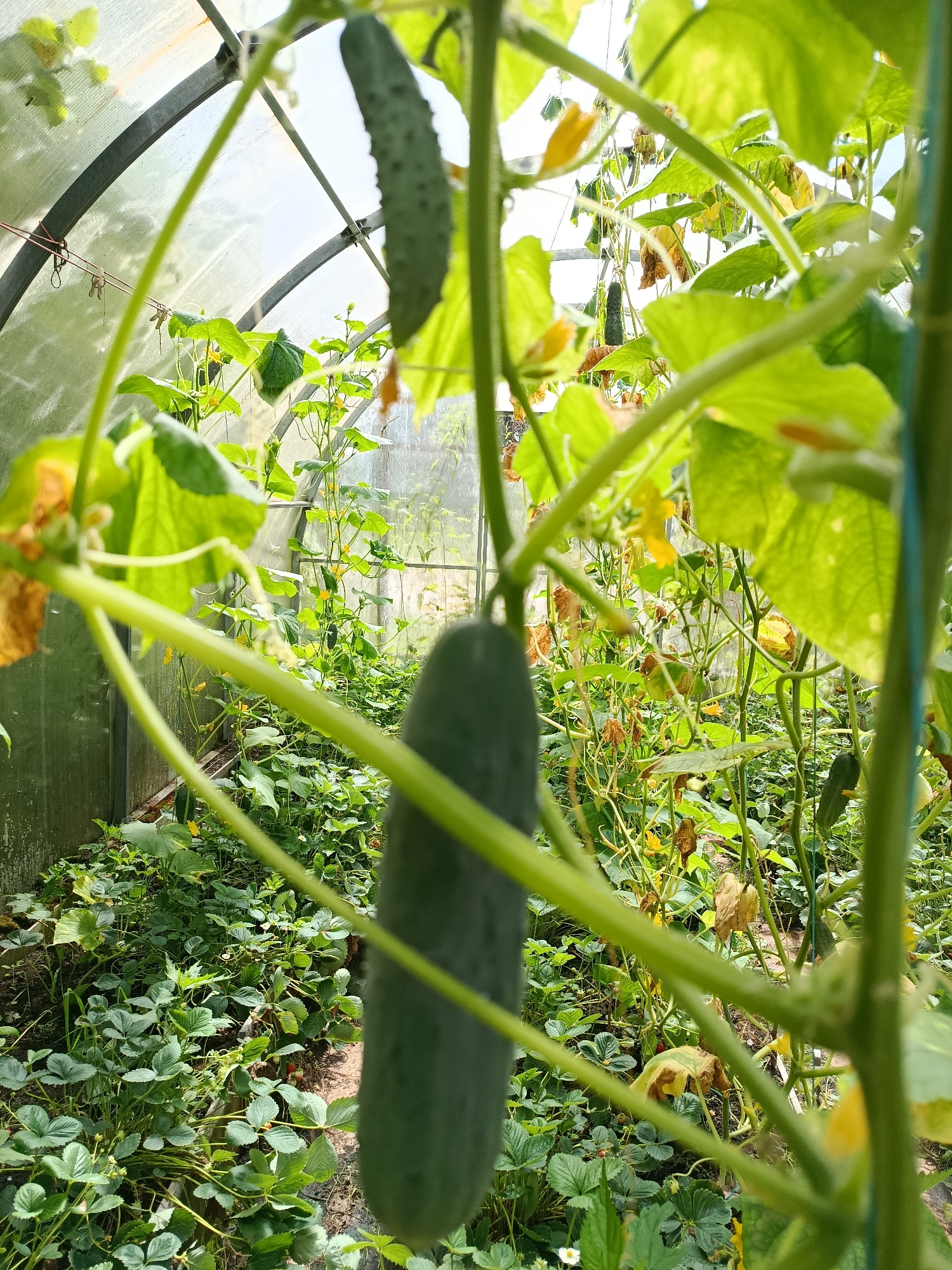 A greenhouse in Vereya, Russia, contains rows of strawberry plants and cucumber vines. The cucumber vines are supported by stakes and wires, and some have cucumbers growing on them. The greenhouse is made of a transparent material, likely plastic, and has a metal frame. The floor of the greenhouse is covered with soil and mulch. The image is taken from inside the greenhouse, looking out towards the plants.