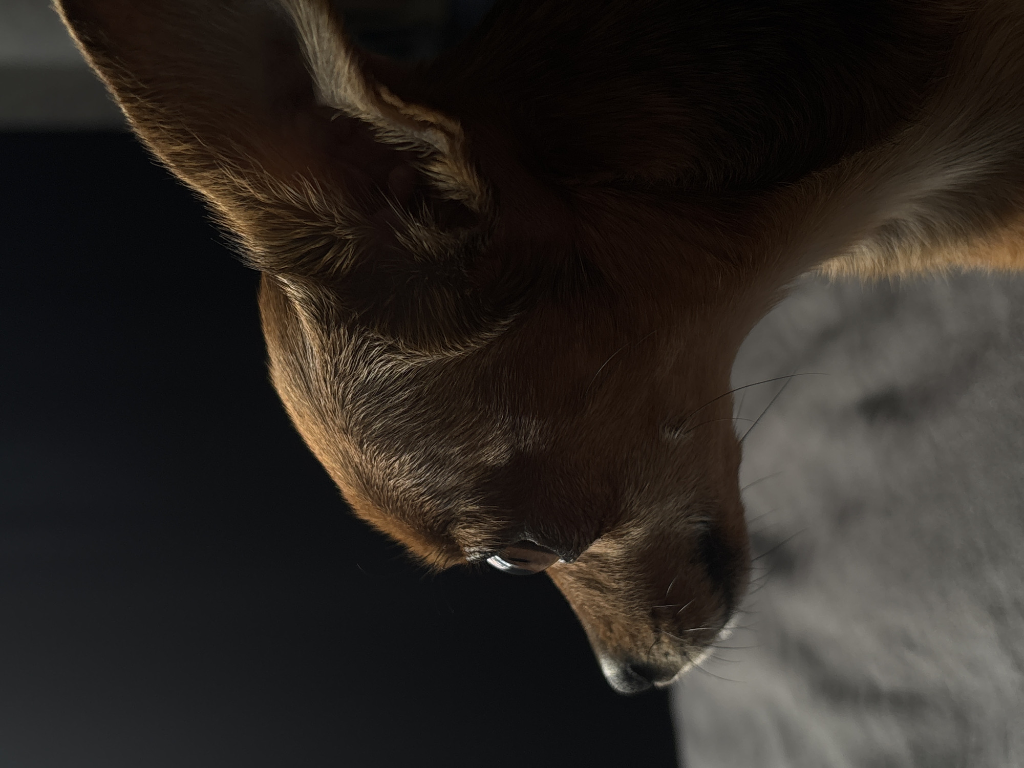 A close-up, profile shot focuses on the head and upper body of a small, tan-colored dog. The dog is positioned on a grey, textured surface, likely a blanket or sofa. Its head is turned to the left, with its large, dark eye clearly visible, reflecting a light source. The dog's ears are erect and pointed upwards, with one ear slightly tilted. The fur is short and appears smooth. The background is a dark, plain surface, creating a dramatic contrast with the illuminated dog. There is no indication of the location being in Chaikovsky, Russia, or any urban setting.