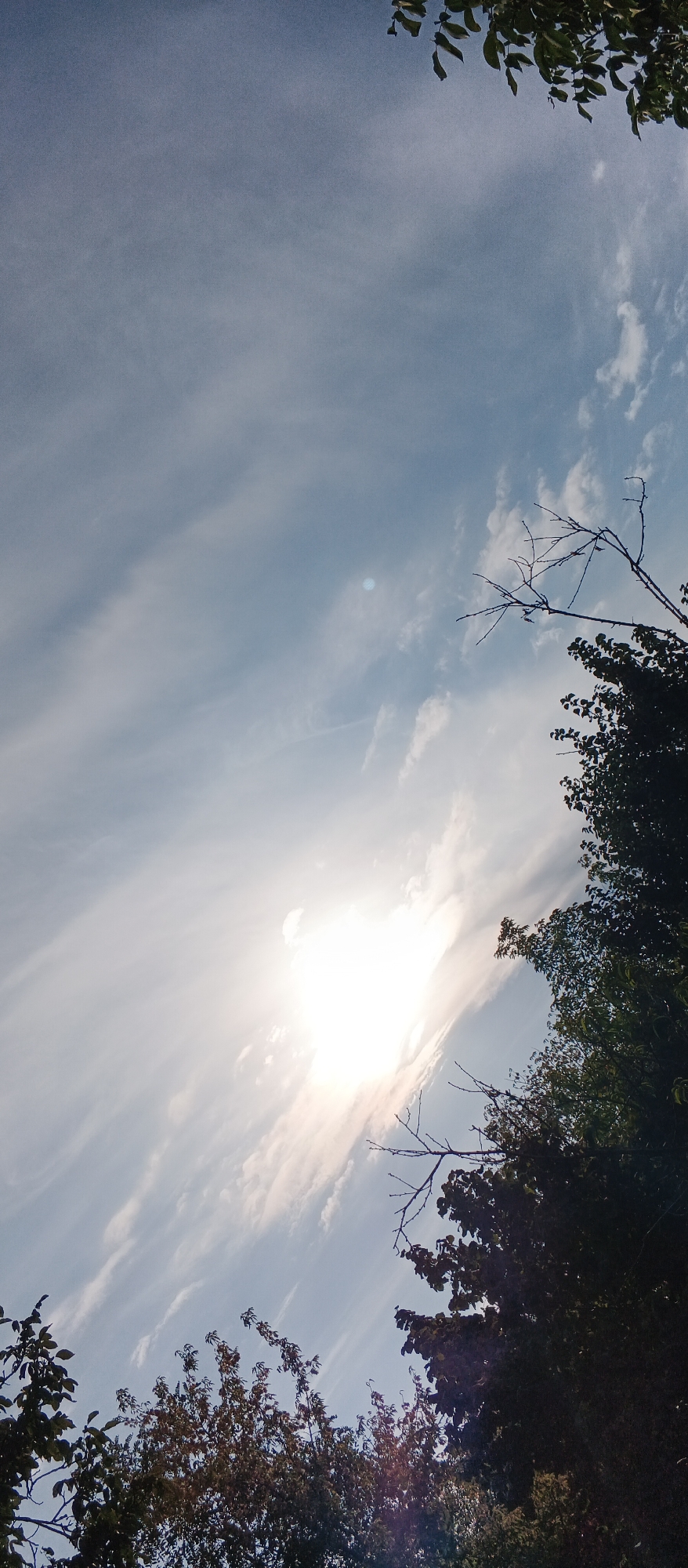 The image is a vertical, low-angle shot of a bright, sunny sky with scattered, wispy clouds, likely taken in Smila, Ukraine. The sun is a prominent, overexposed light source in the upper right quadrant of the frame. The top and right edges of the image are framed by the dark silhouettes of tree branches and foliage. The lower portion of the image also features the tops of trees, some with leaves and some appearing bare, creating a contrast with the bright sky. The overall impression is of looking up through trees at the sky on a clear, possibly late afternoon or early morning, day. There are no people or animals visible in the scene.