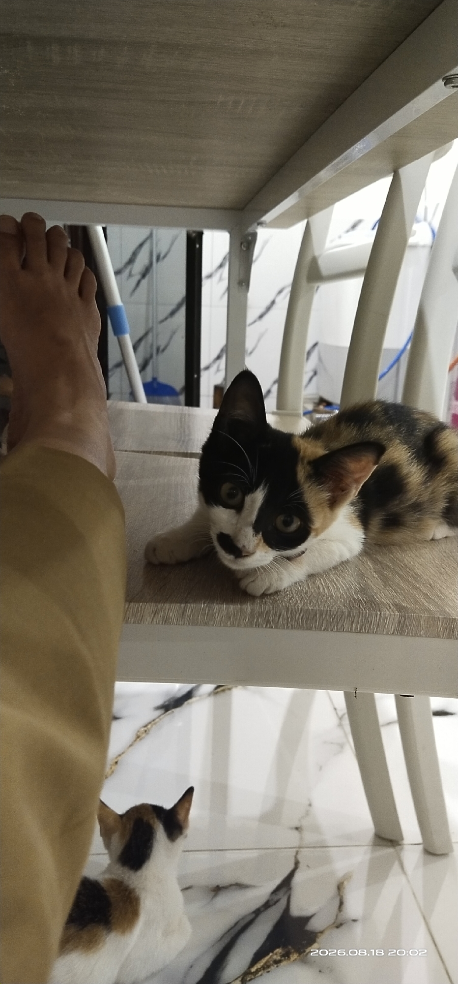 The image depicts a close-up, low-angle perspective of two cats near a wooden surface, possibly a table or shelf, in what appears to be an indoor setting. A human foot is visible on the left side of the frame, partially covered by a tan garment.
In the foreground, on the wooden surface, a calico kitten with black, white, and orange markings is lying down and looking towards the camera. Its face is predominantly black and white, with dark markings around its eyes. To the right of the kitten, the legs of a white chair are visible.
Below the wooden surface, on a marbled floor, another cat, likely an adult, is seen from behind. This cat also has a calico pattern of black, white, and brown markings. The floor has a white base with black and gold veining.
The background shows a tiled wall with black and white patterns, and what seems to be a cleaning tool (possibly a broom) with a blue handle. The overall environment suggests a residential interior.
The timestamp in the bottom right corner indicates "2026.08.18 20:02", suggesting the image was taken on August 18, 2026, at 8:02 PM. There is no identifiable information within the image that allows for the specific location within the city of Matabu, Indonesia to be determined.