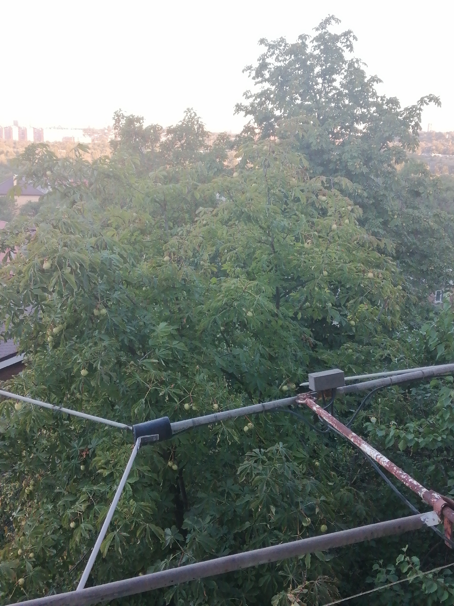 The image depicts an overhead view of dense green foliage, likely from a large tree, possibly a horse chestnut, given the presence of round, spiky seed pods. In the background, a hazy cityscape with buildings is visible under a bright, overcast sky. In the foreground, a metallic structure, appearing to be part of a clothesline or antenna, is prominent. The structure consists of horizontal poles, some of which are weathered and rusted, and a dark cylindrical object attached to one of the poles. The overall scene suggests an outdoor environment, possibly a residential area or park, within the city of Rostov-on-Don, Russia. The lighting indicates it is daytime, but the bright sky suggests it might be early morning or late afternoon, or simply a very overcast day.