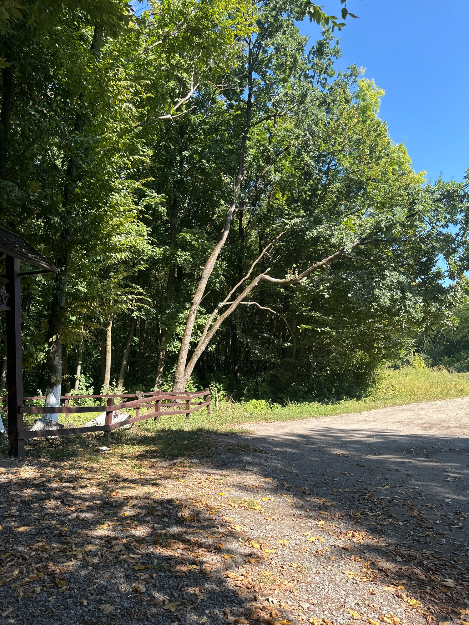 The image depicts a view of a wooded area with a dirt road in Shatava, Ukraine. In the foreground, a gravel path is covered with fallen leaves, casting dappled shadows from overhead trees. To the left, a portion of a wooden gazebo or structure is visible, with a section of a low wooden fence painted with white accents. The fence is set against a backdrop of dense green trees, with some sunlight filtering through the canopy. A prominent tree with a twisted branch extends over the path. The background shows more trees and a field of dry grass to the right. The sky is clear and blue.
