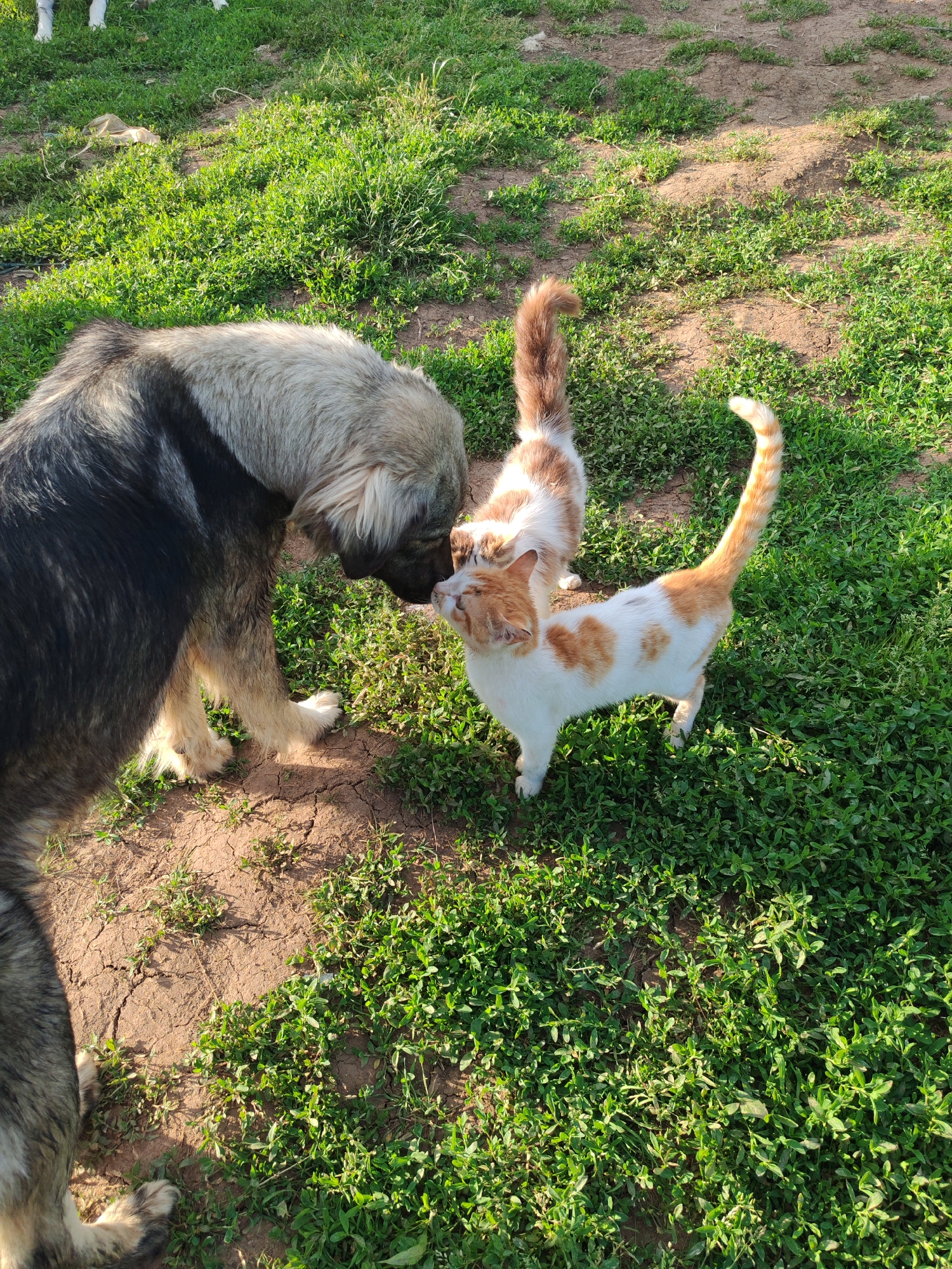 A medium-sized dog and two cats interact in an outdoor environment. The dog, a large, multi-toned breed, stands on the left, its head lowered to meet one of the cats. The cat is predominantly white with orange patches, standing upright and touching noses with the dog. A second cat, with similar orange and white markings, stands slightly behind the first. The background is green grass with patches of dry soil.