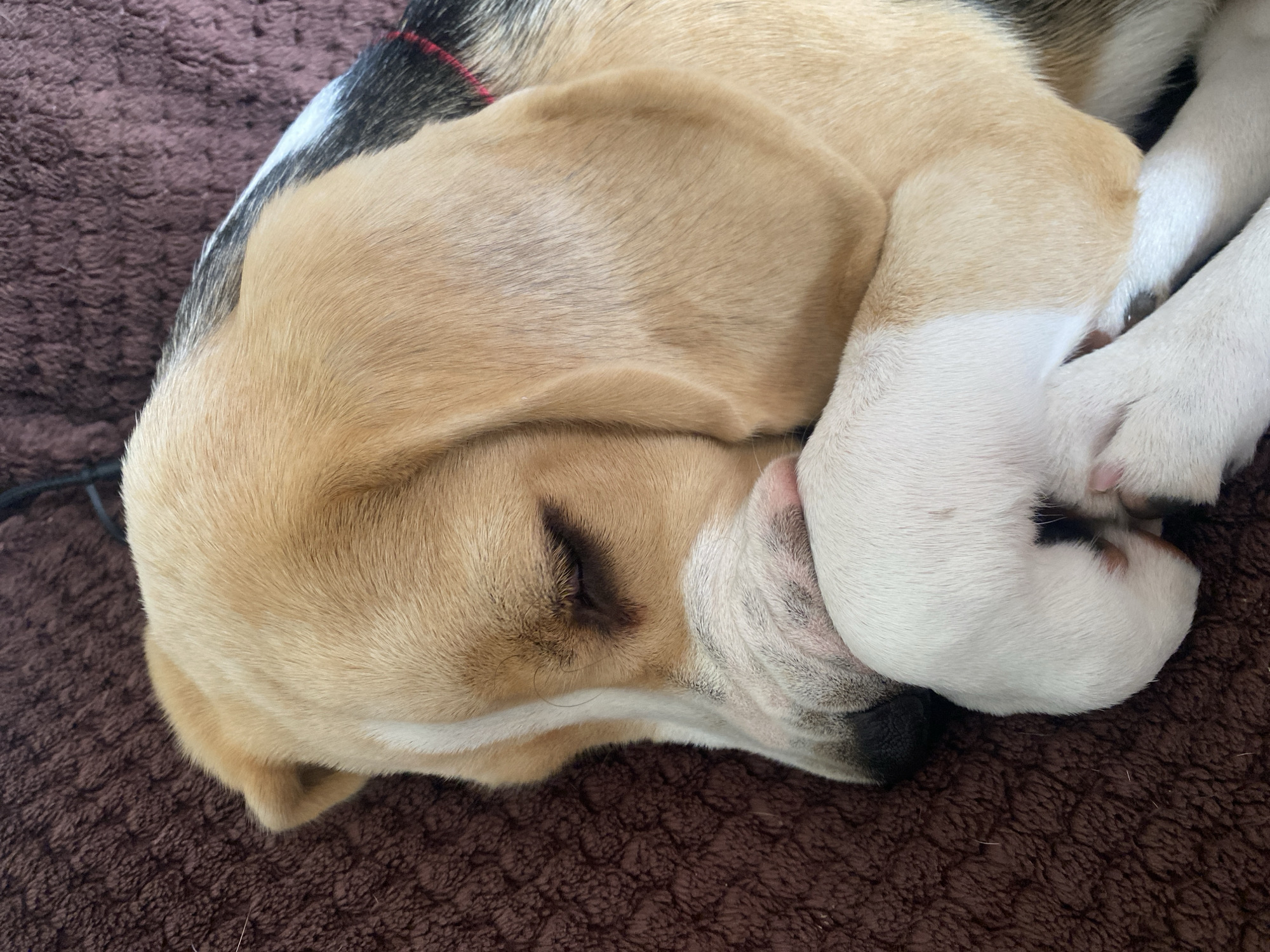 The image is a close-up, high-angle shot of a Beagle dog sleeping. The dog is lying on its side on a brown, textured surface that appears to be a pet bed or blanket. The dog's face is turned to the right, with its eyes closed and its paws tucked around its muzzle in a sleeping posture. The dog has tan, white, and black fur, characteristic of the Beagle breed. The background is a dark, blurred brown. There are no discernible elements to suggest a specific location in the city of Perm, Russia. The scene is tranquil and depicts a domestic animal at rest.