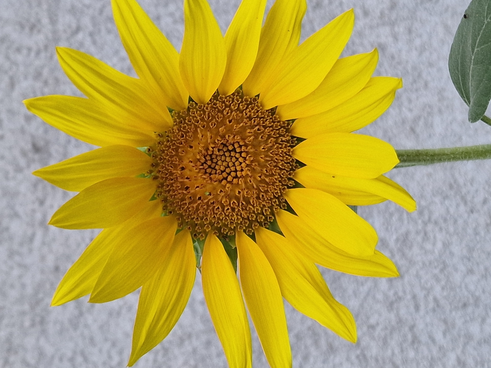 A close-up, portrait-oriented photograph shows a single, vibrant yellow sunflower against a mottled grey background. The sunflower is centrally positioned and fills most of the frame, with its bright yellow petals radiating outward from a textured brown center. The petals are delicately shaped, with some appearing slightly curled or cupped. The center of the sunflower is densely packed with small, dark seeds. The stem of the sunflower is visible at the bottom, a pale green and fuzzy texture, with a single green leaf also present at the base. The grey background appears to be a textured surface, possibly a wall or concrete, with subtle variations in shade and tone. The lighting is even, highlighting the details of the flower without harsh shadows. The image was taken in České Budějovice, Czechia.