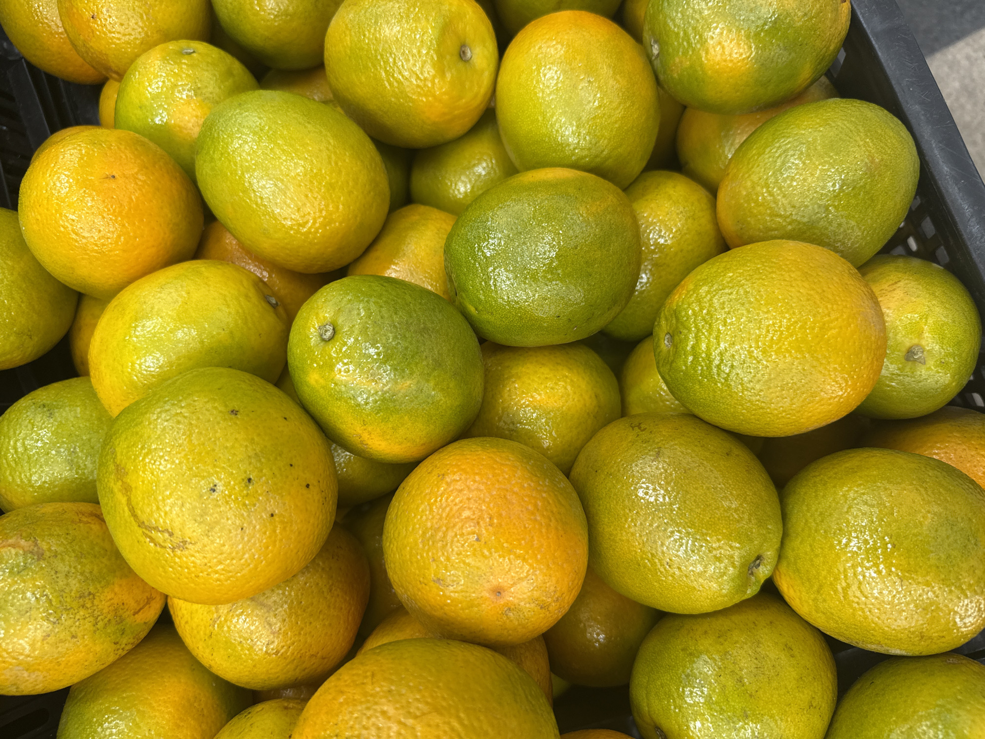 A close-up, overhead shot captures a pile of ripe oranges filling a black plastic crate. The oranges exhibit a range of colors from bright yellow to vibrant green, indicating varying stages of ripeness. Their textured skin glistens under the light, suggesting they have been recently washed or are naturally dewy. The pile is dense, with oranges overlapping and nestled against each other. The scene is devoid of human presence and any identifiable landmarks, making it impossible to ascertain its specific location within Arraial Do Cabo, Brazil.