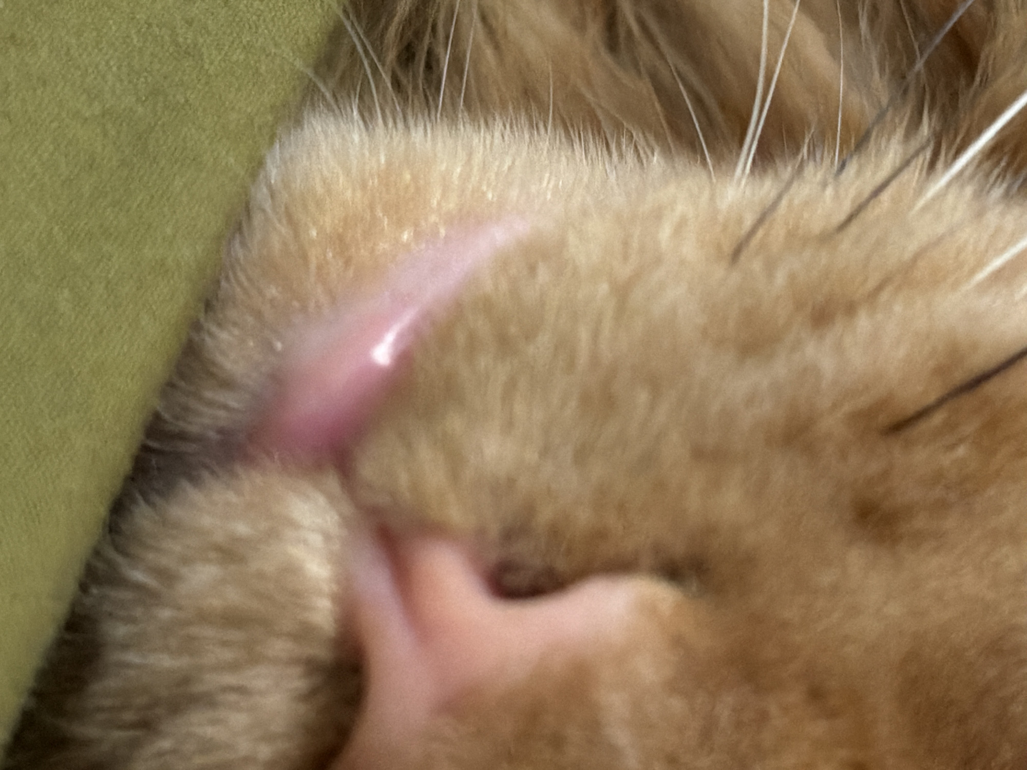 This extremely close-up image captures a moment of interaction between a furry animal, likely a cat, and a human hand. The dominant subject is the animal's thick, golden-brown fur, which fills most of the frame. Several long, white whiskers are prominently visible, extending from the right side. A human finger, with light skin tone, is shown gently pressing against the animal's fur, causing it to part and reveal a distinct, curved, pinkish area of bare skin. This smooth, slightly reflective patch of skin is central to the composition, suggesting it might be the animal's lip, chin, or a sensitive area being petted. Another blurred portion of the human hand is visible in the lower central part of the image, further emphasizing the close physical contact. The background is a soft, textured fabric in a muted green or olive color, possibly a sofa or blanket. The lighting is soft and even, highlighting the textures of the fur and skin. The scene depicts a gentle and intimate moment between a pet and its owner. No specific time of day, weather conditions, or wider location details are discernible from the image itself. There is no visible text.