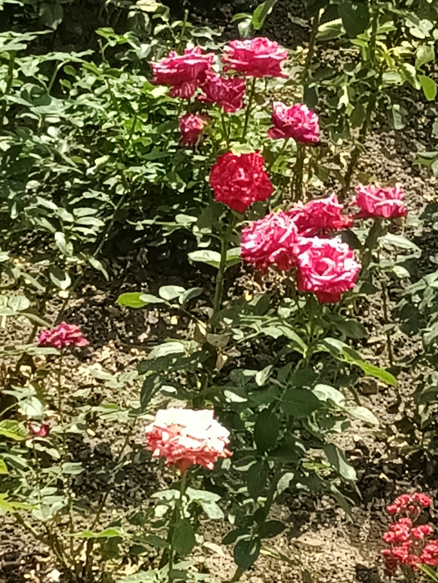 This is a close-up, vertical, eye-level shot of a rose bush in bloom. The flowers are a vibrant mix of deep pink and white, with some fully opened and others still in bud. The leaves are a lush green, interspersed with brown soil. The lighting suggests it is daytime, with sunlight dappling the scene. The overall impression is one of natural beauty and growth, with a slight hint of a garden setting. The specific location of Kamianets-Podilskyi, Ukraine is not visually evident from the image itself, but the presence of blooming roses suggests a temperate climate during the warmer months. There is no text visible in the image.