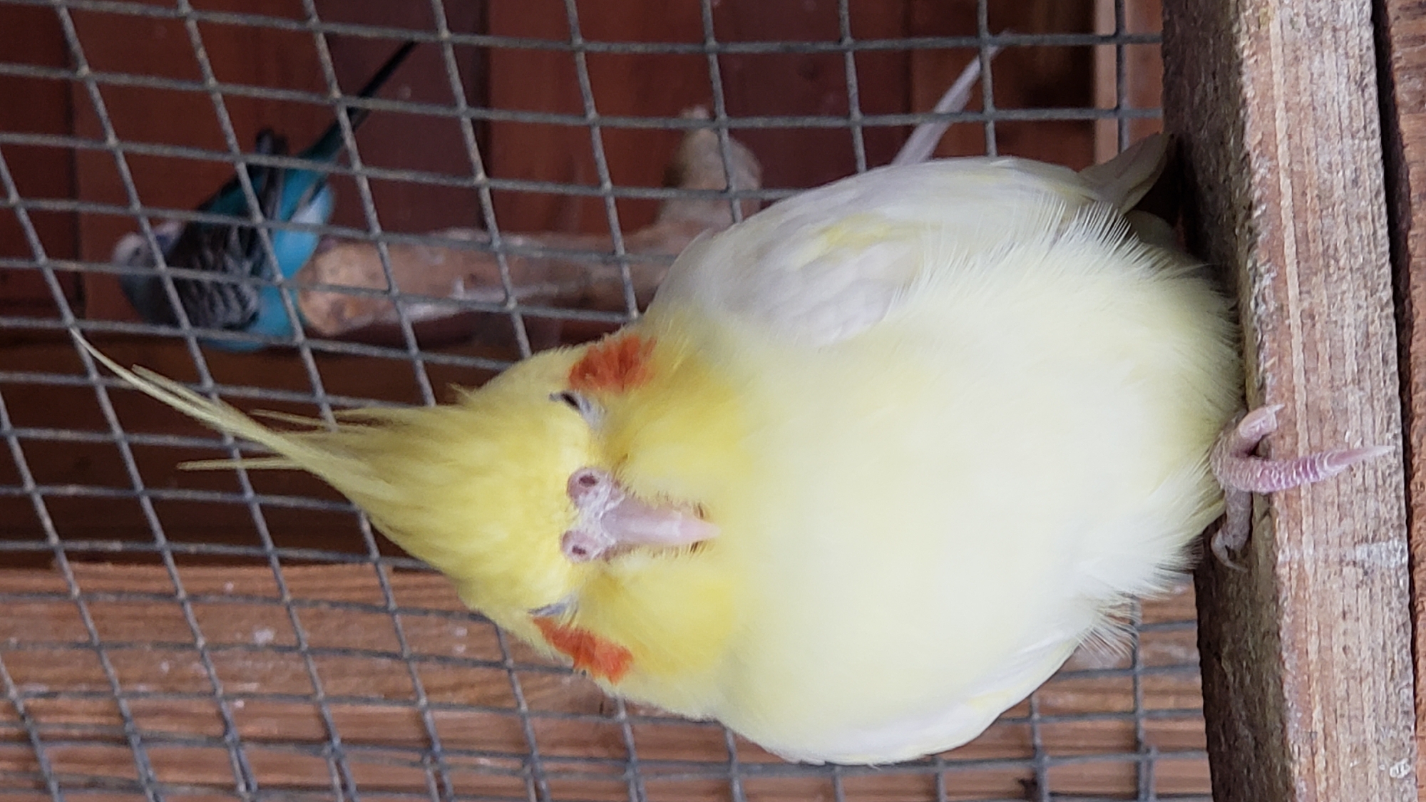 A cockatiel with a yellow crest and orange cheek patches sits on a wooden perch inside a wire cage. In the background, another bird, possibly a budgerigar, is perched on a wooden dowel. The cage appears to be made of metal wire mesh and has wooden framing. The background inside the cage is composed of wooden planks. The image is taken in an indoor setting, likely a pet enclosure or aviary. The overall scene depicts a close-up view of pet birds in their habitat. There is no specific indication of location within the city of Prešov, Slovakia.