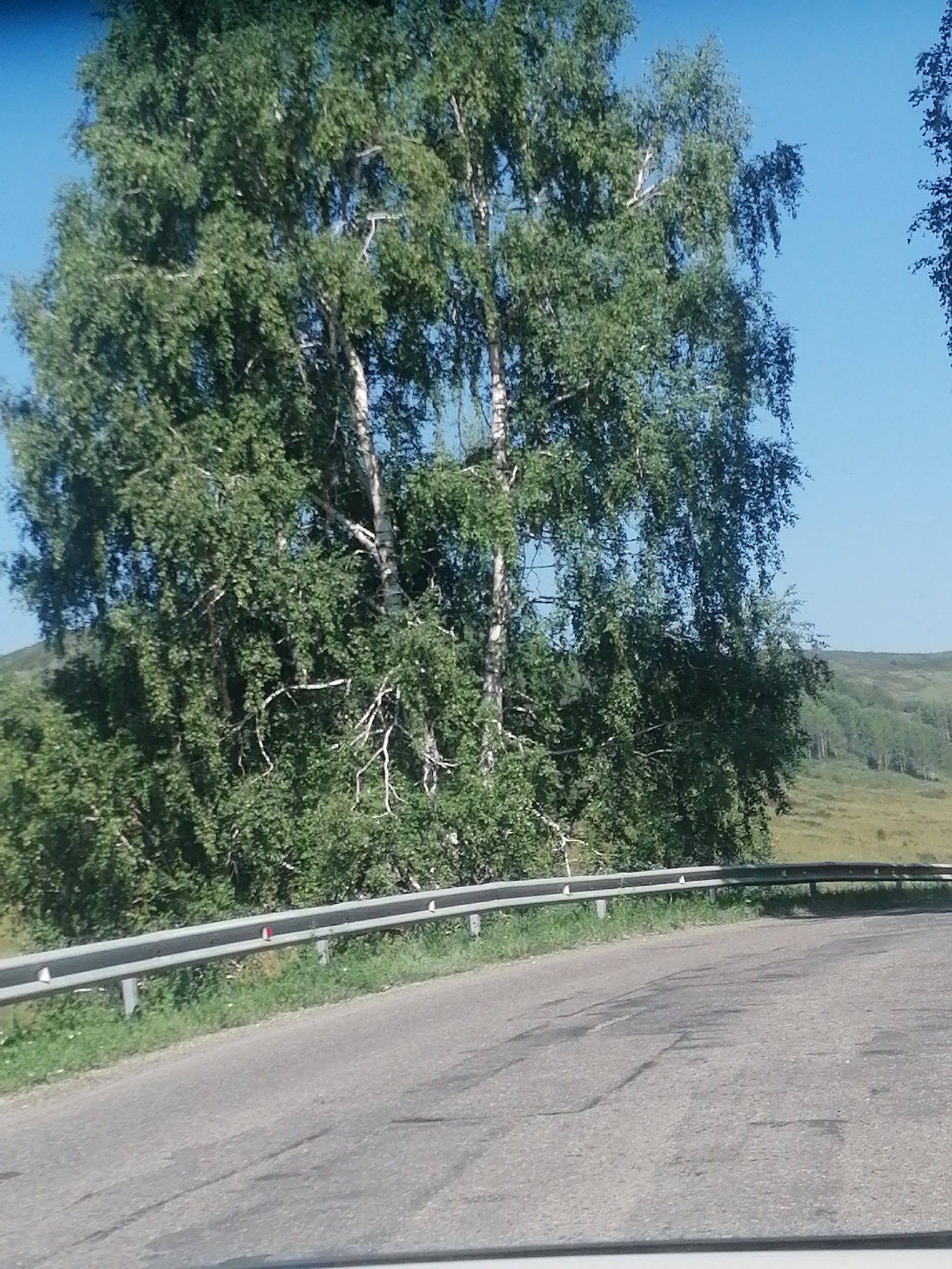 This image depicts a road scene in Severnoe, Kazakhstan. A paved road curves through a landscape dominated by lush green foliage and tall birch trees. The road surface shows signs of wear and tear, with visible cracks and patches. A metal guardrail runs alongside the road, with several red and white reflectors attached. Beyond the guardrail, grassy slopes dotted with trees recede into the distance under a clear blue sky. The overall impression is one of a rural or semi-rural setting.