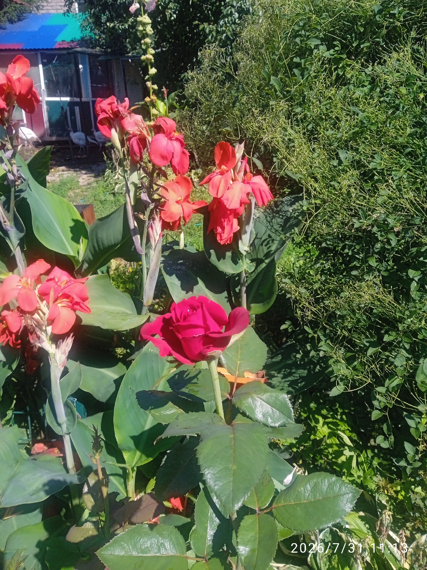 A close-up, slightly low-angle outdoor shot captures a lush garden scene dominated by vibrant red and pink flowers, including Canna lilies and a single rose. The Canna lilies are tall and stately, with their characteristic large, paddle-shaped leaves and clusters of bright red-orange blooms. A deep pink or crimson rose is in full bloom, its velvety petals unfurling gracefully. The background features dense green foliage, suggesting a thriving, sun-drenched environment. In the far background, a small structure with a multi-colored roof (blue, green, and a hint of white) is visible, along with glimpses of what appears to be a white fowl, possibly a chicken or turkey, behind a glass enclosure. The lighting indicates a sunny day. The image is dated and time-stamped as 2026/7/31 11:13, and is located in Blagoveshchensk, Russia.