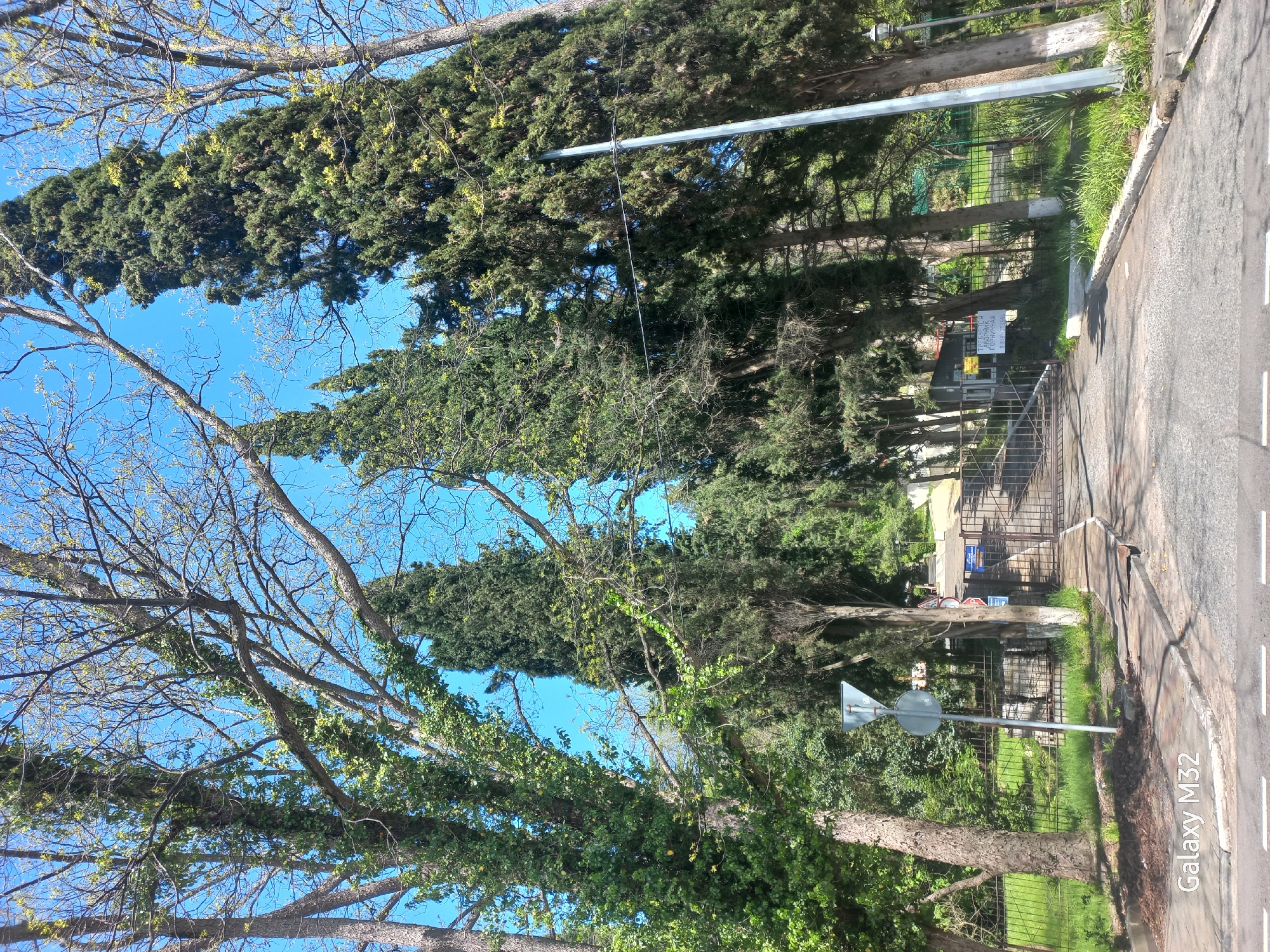 The image depicts a street scene in Sochi, Russia, characterized by lush greenery and clear skies. Several tall, coniferous trees line the roadside, interspersed with deciduous trees, some of which are covered in ivy. A fence runs along the edge of the greenery, separating it from the street. A road sign is visible near the fence. The sky is a clear blue. The presence of a fence and greenery suggests a park or residential area adjacent to the street. The overall impression is of a verdant, urban landscape.