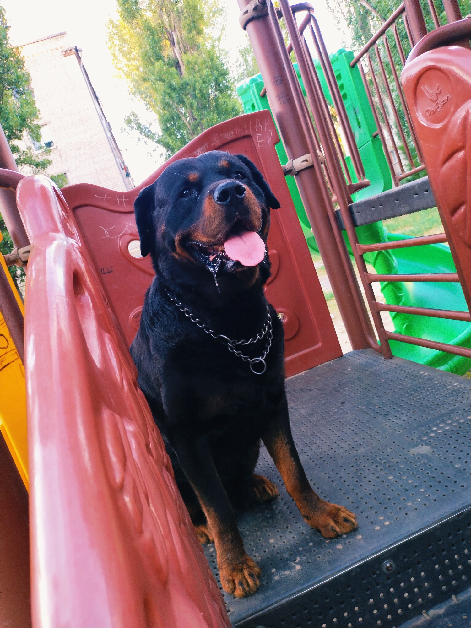 In Horishni Plavni, Ukraine, a black Rottweiler dog with brown markings and a silver chain collar sits on a dark grey, perforated surface of a playground structure. The dog is panting, with its pink tongue visible and drool dripping from its mouth. The playground features red and yellow plastic elements, including a slide and protective barriers, as well as green plastic rungs on a metal support structure. In the background, a light-colored brick building and trees are visible under a bright sky.