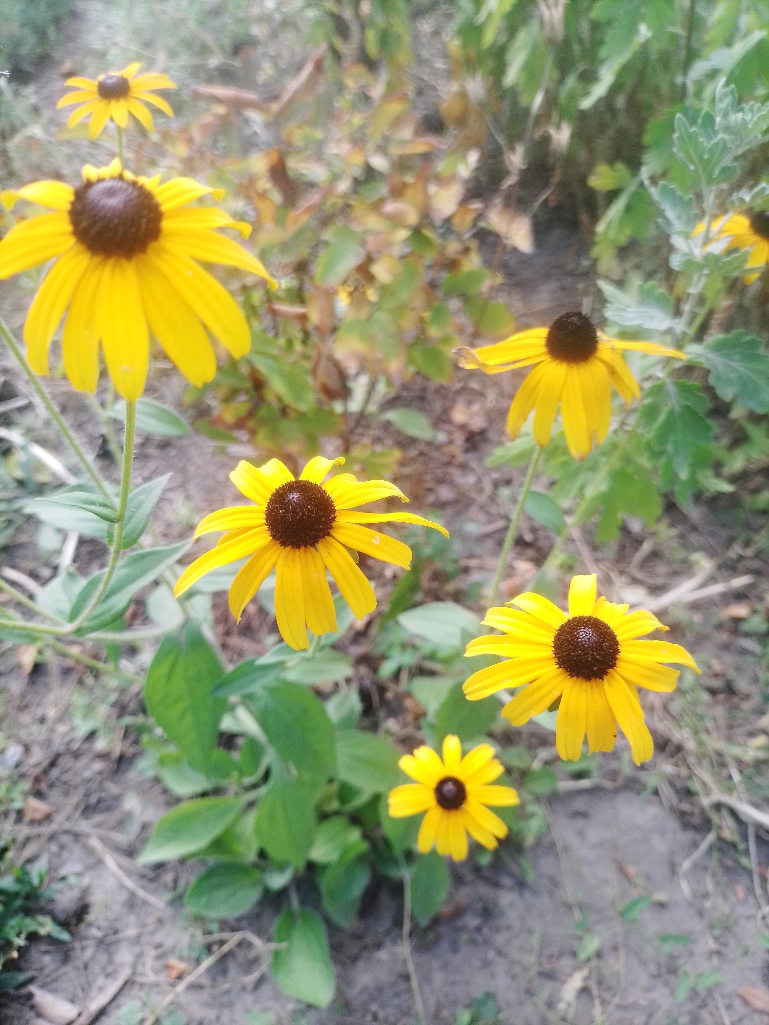 The image shows a patch of yellow flowers with dark brown centers in a garden setting. The flowers are identified as Rudbeckia hirta, commonly known as black-eyed Susans. They are in bloom and appear to be thriving. The surrounding environment is a mix of soil, dry leaves, and green foliage, suggesting an outdoor garden or naturalized area. The lighting appears to be natural daylight. The scene is located in the village of Ustyvytsia, Ukraine. There are no people or animals visible in the image. The focus is on the flowers and their immediate surroundings.