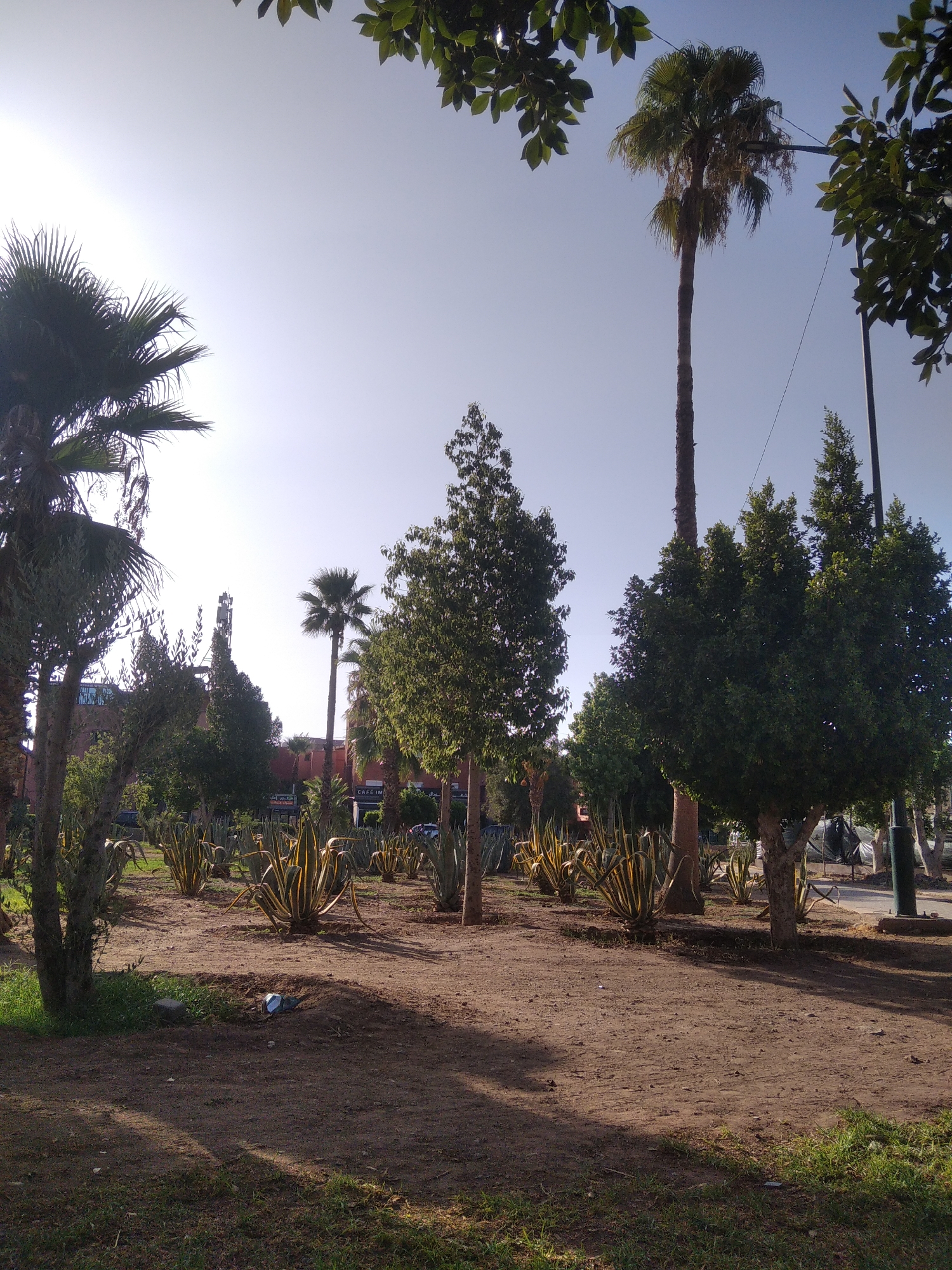 The image depicts an outdoor scene in Marrakesh, Morocco, likely in a park or public garden. The foreground is dominated by a dirt path with sparse patches of grass, some of which is illuminated by sunlight casting shadows. Scattered on the ground are a few pieces of litter, including what appears to be a crumpled blue and white plastic bag and a small gray rock.
The midground features a collection of agave plants with their characteristic thick, spiky leaves, interspersed with trees. Behind the agave plants, several trees are visible, including palm trees and other types of foliage with dense green canopies. In the background, there are buildings, including structures with terracotta-colored facades, and a prominent cellular tower. The sky is clear and bright, suggesting a sunny day.