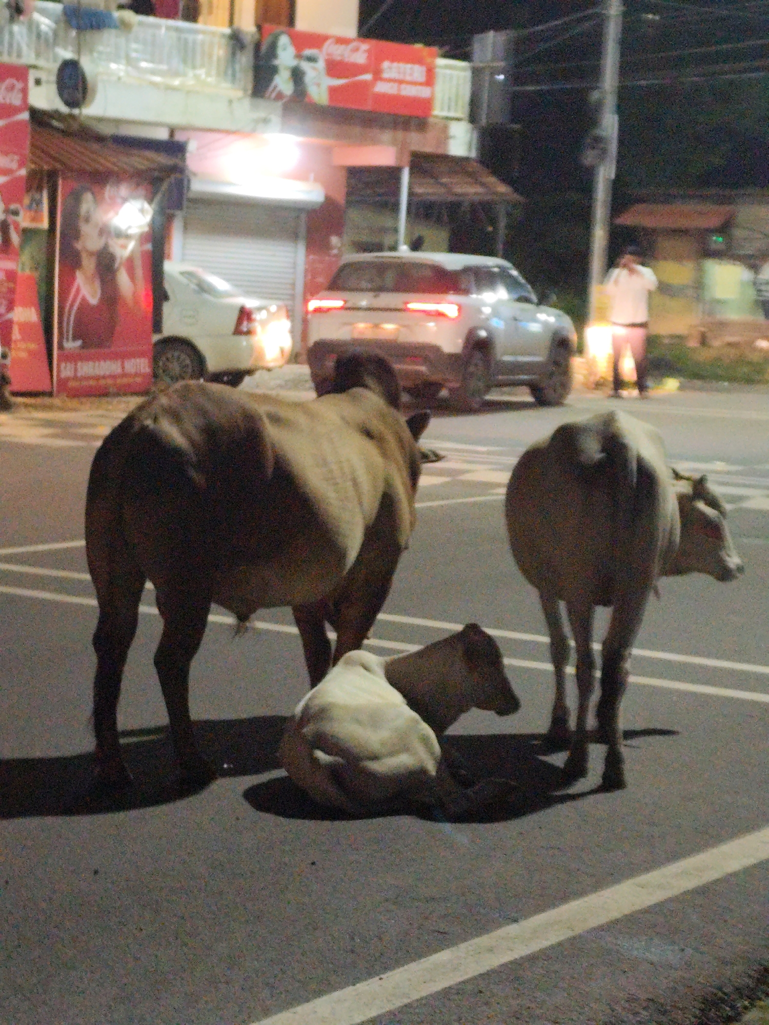 In the city of Chopdem, India, at night, three cattle are present on a paved road. Two of the cattle, a larger one and a calf, are standing, while a younger calf is lying down. The standing cattle are a light brown color, with the larger one appearing to be a bull. The calf is white. In the background, there are buildings with illuminated signs, suggesting businesses are operating. One sign displays "Coca-Cola" and another features "SAI SHRADDHA HOTEL". Several vehicles are visible: a white car and a silver SUV are parked on the road, and another car is moving in the background. A person in a white shirt and dark pants is standing near a light pole in the distance. The road has visible white lane markings.