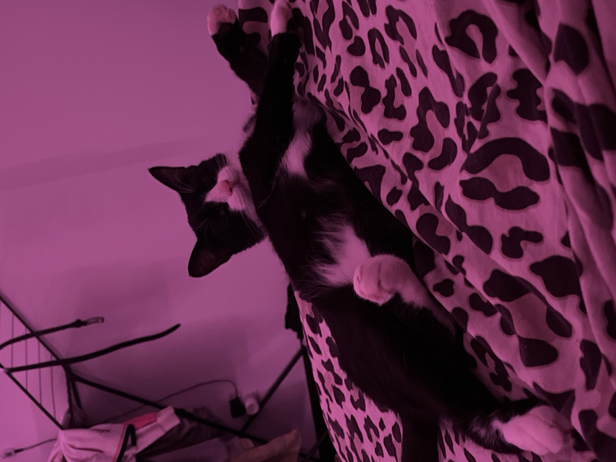 A black and white cat is hanging on a leopard print fabric. The cat has white paws and a white chest. The background is a pink wall. There is a clothes rack in the background. The picture is taken indoors. It is not possible to determine the location as Saint Petersburg, Russia based on the provided information.