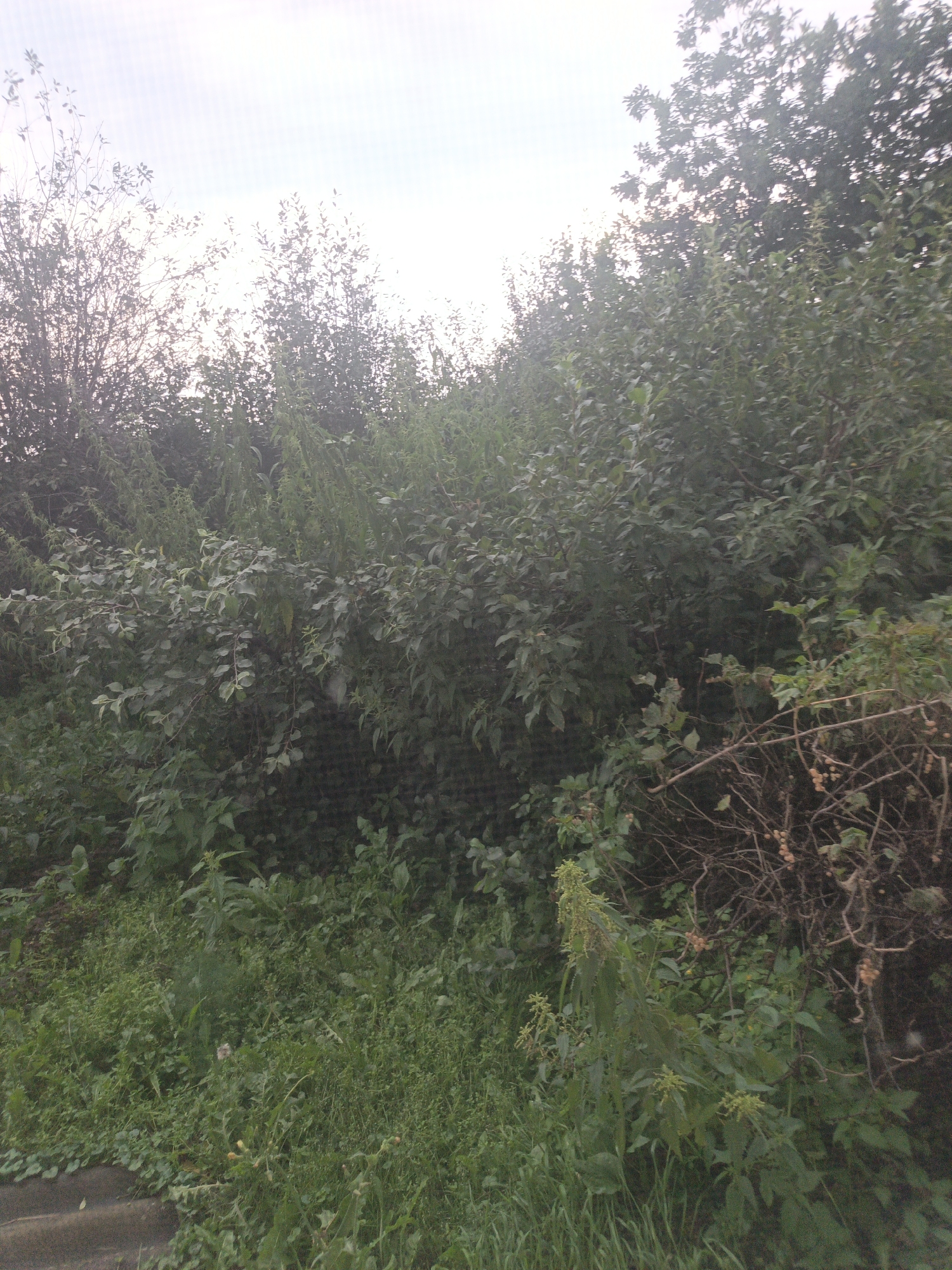 The image depicts a dense thicket of trees and vegetation, with the sky visible through gaps in the foliage. The foliage is predominantly green, with varying shades and textures indicating different types of plants, including trees with larger leaves and denser undergrowth. The foreground consists of a grassy area with scattered plants and what appears to be a dark, possibly concrete or stone, edge along the bottom left. The overall impression is a natural, untamed environment. The image does not contain any people, animals, or human-made structures that would suggest a specific location within the city of Суерка, Russia.